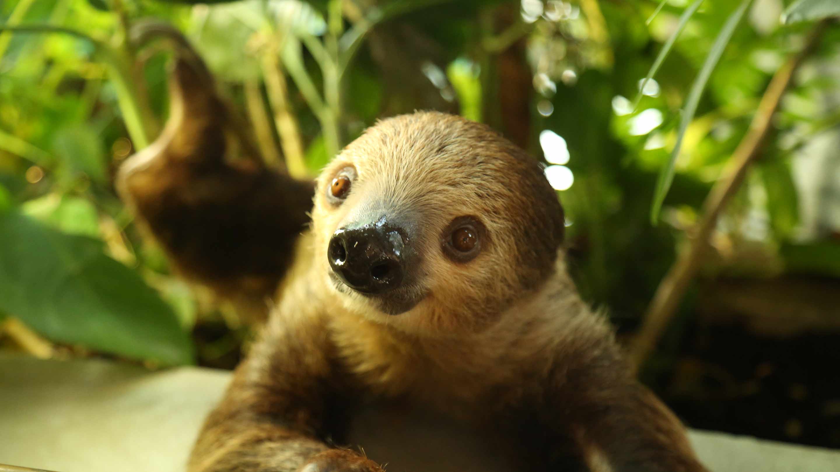 The Green Planet | Jumeirah Attractions