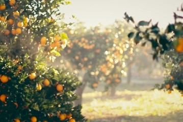 Sun dappled orange groves
