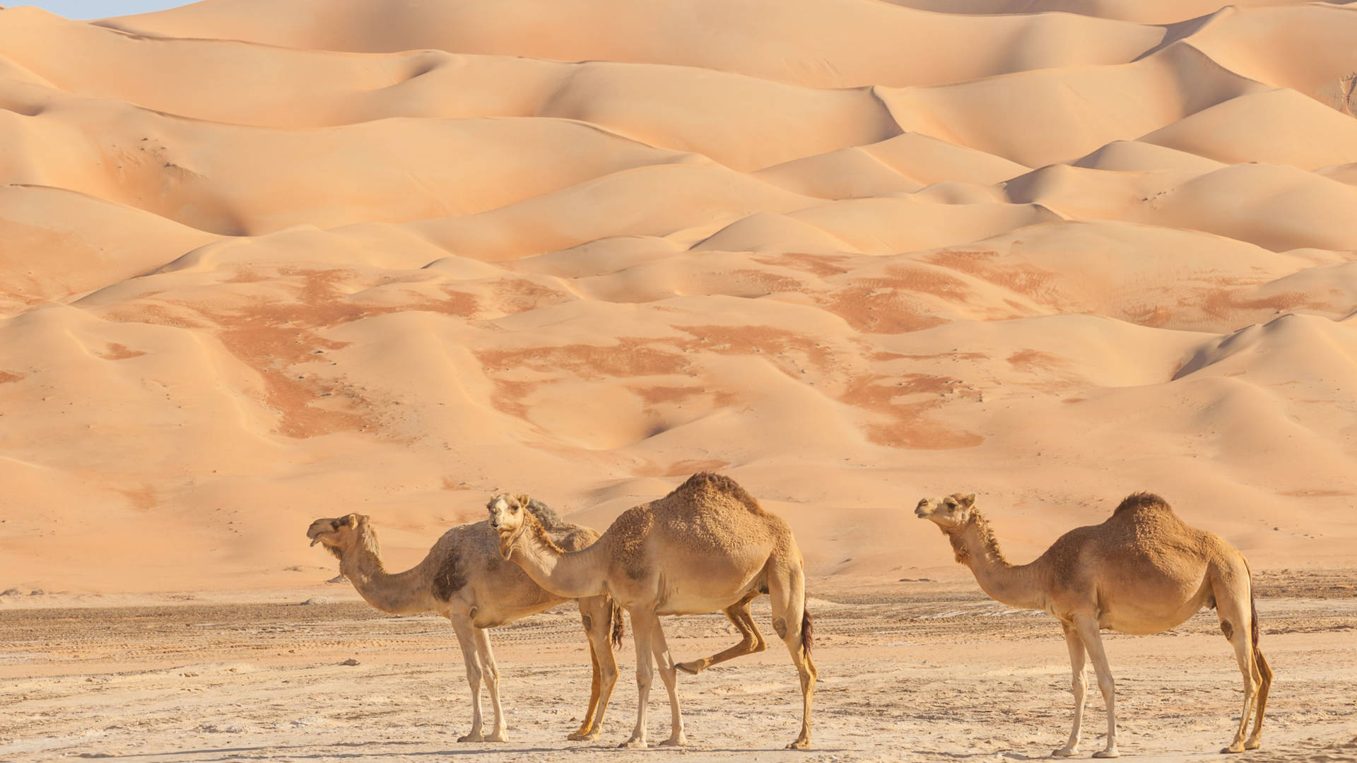 Camels in the empty quarter in Abu Dhabi