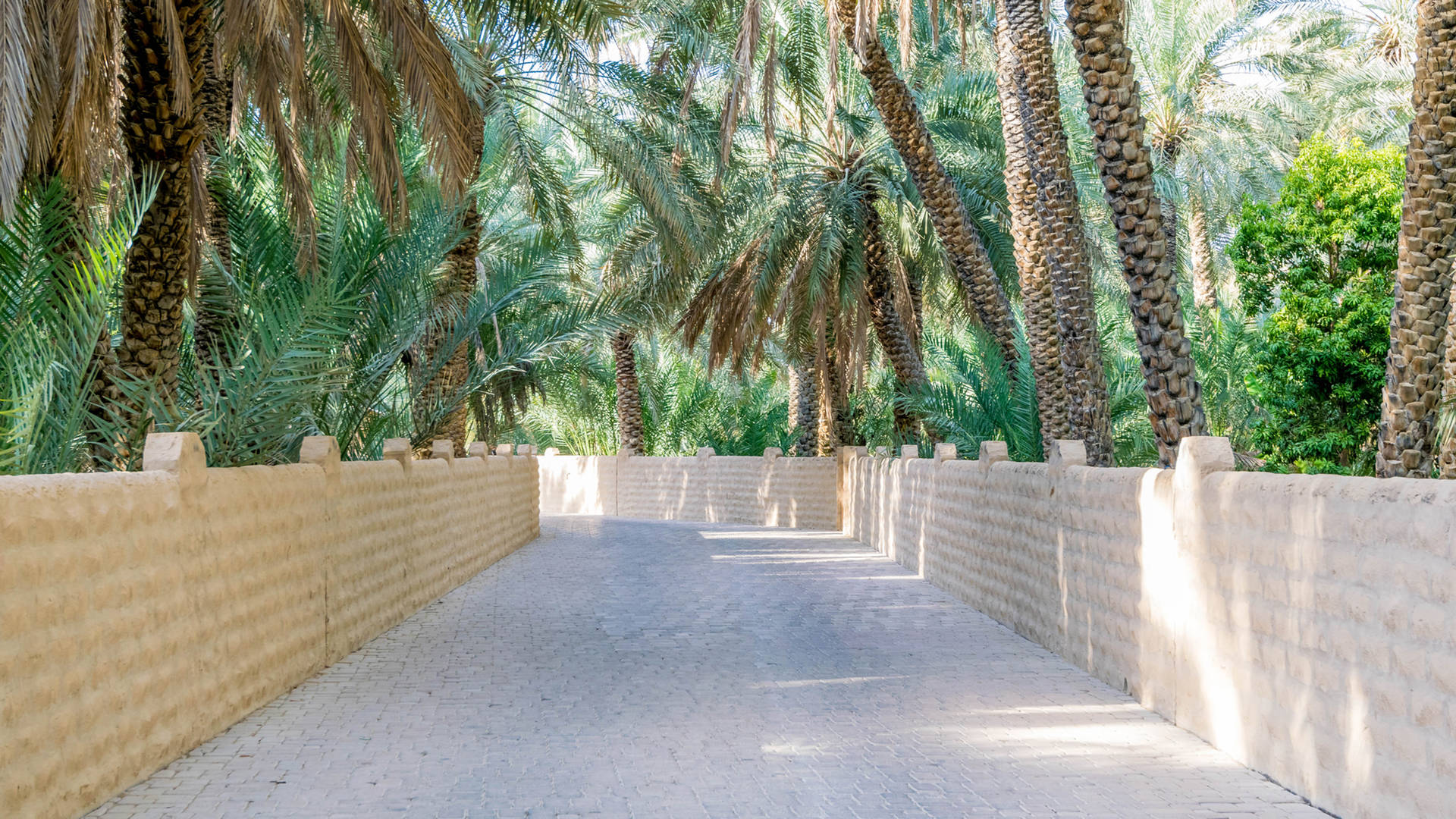 Al Ain oasis Abu Dhabi day trip