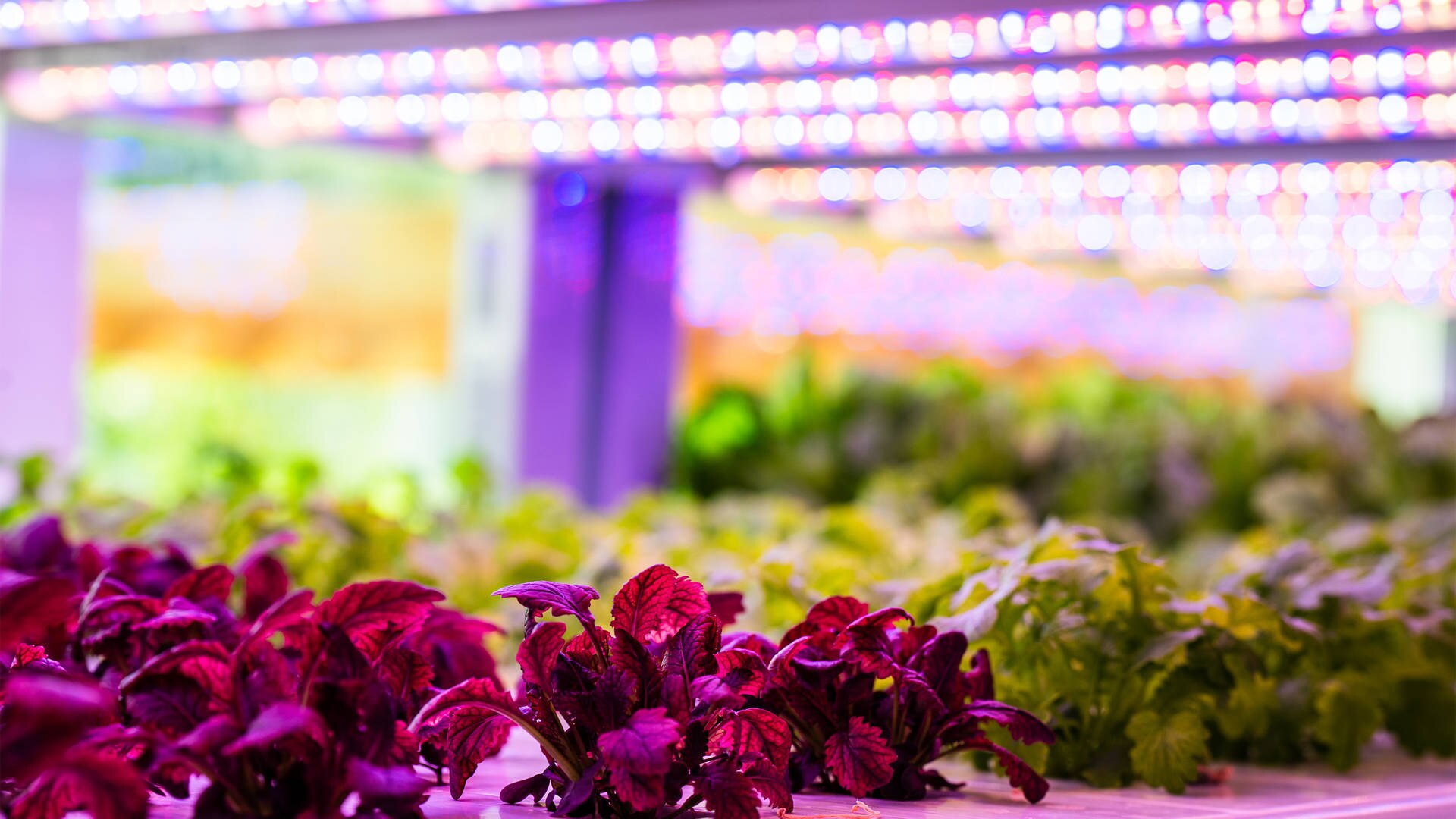 Image of crops at Jumeirah Saadiyat Island's hydroponic farm