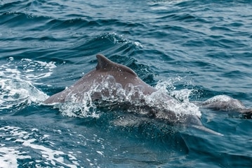 Dolphin in the water at Saadiyat Island Resort