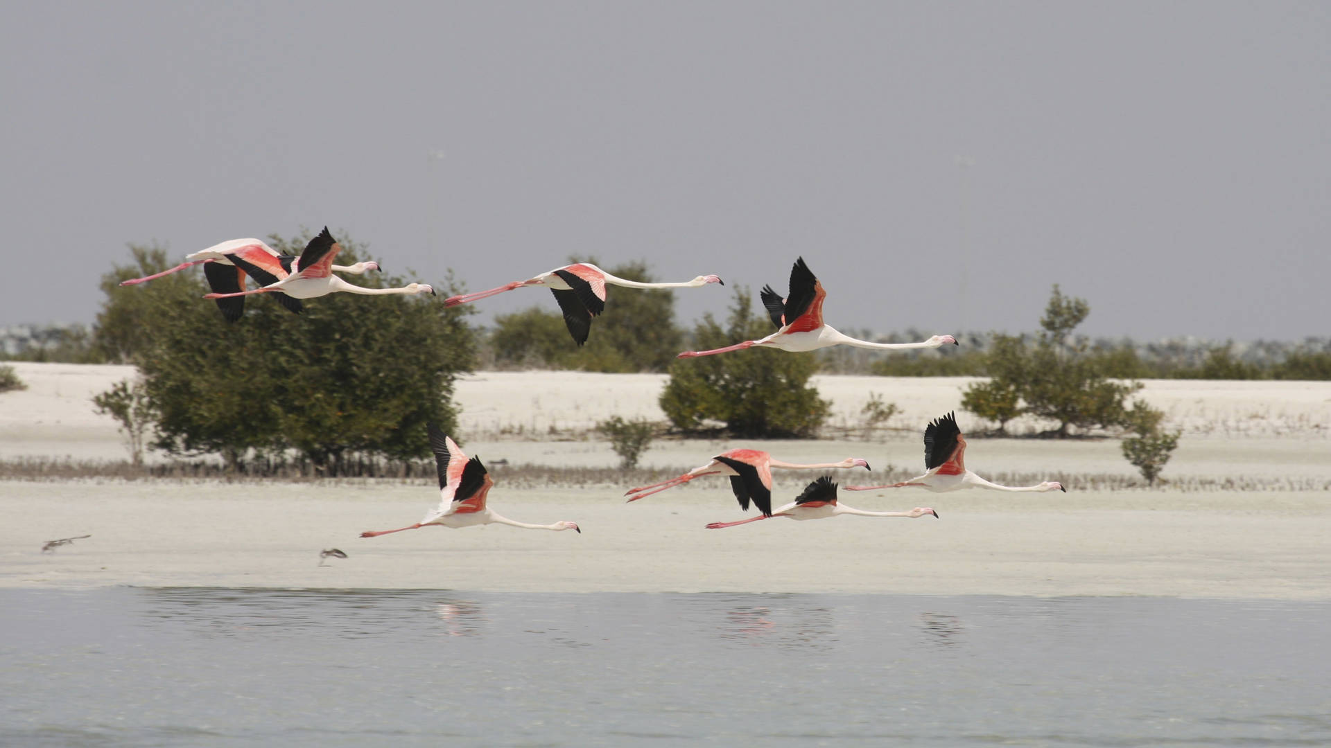 flamingos wild abu dhabi