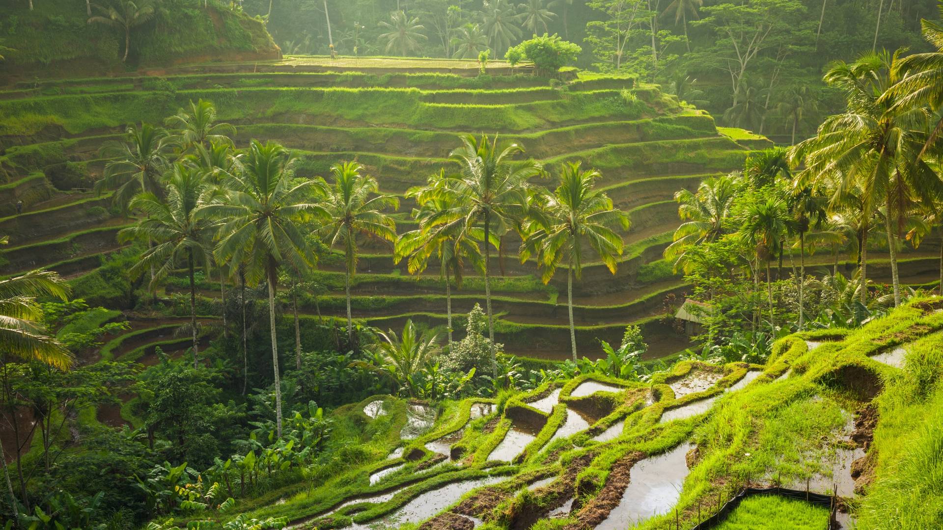 Rice paddies in Ubud