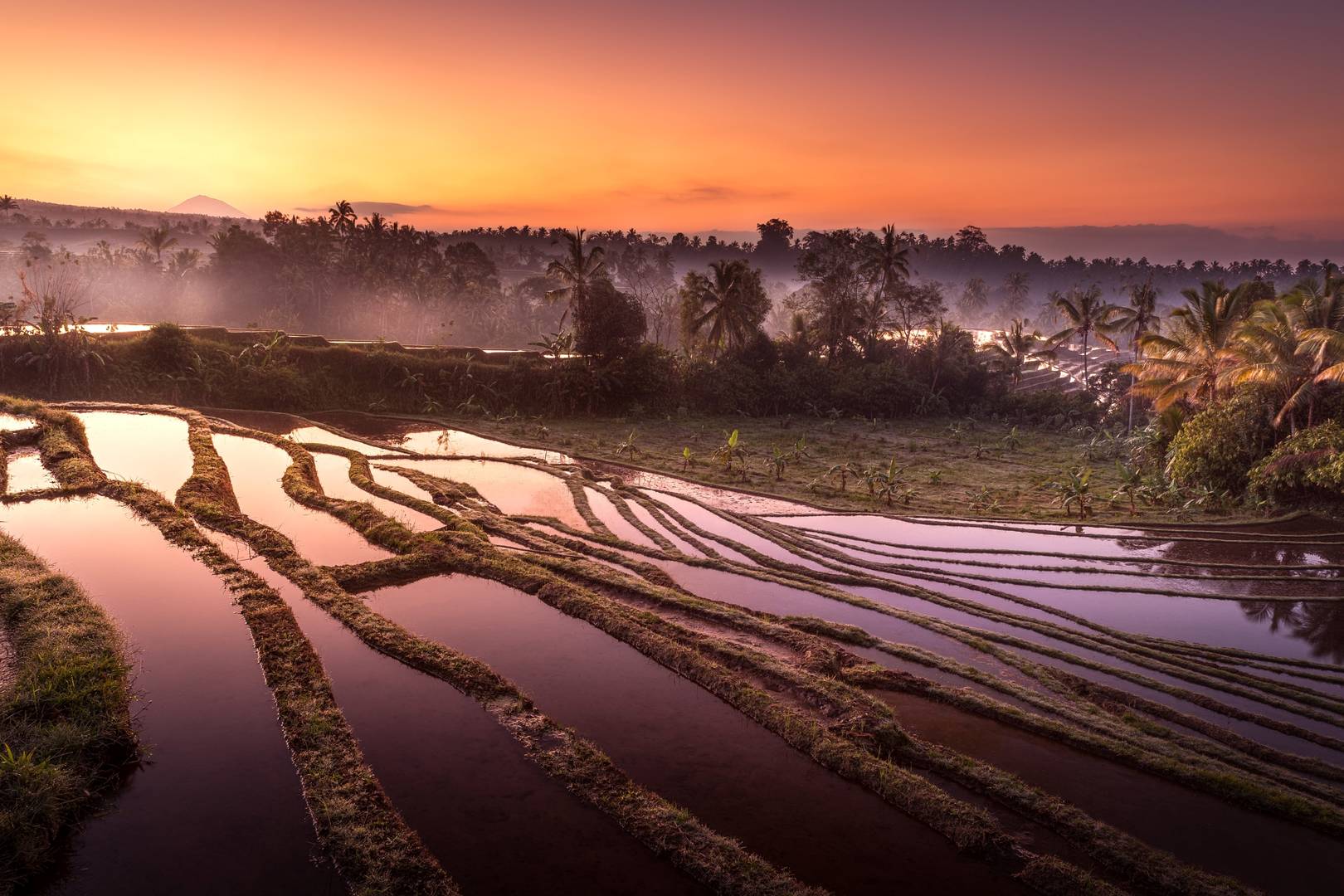 A Balinese rice terrace at sunrise