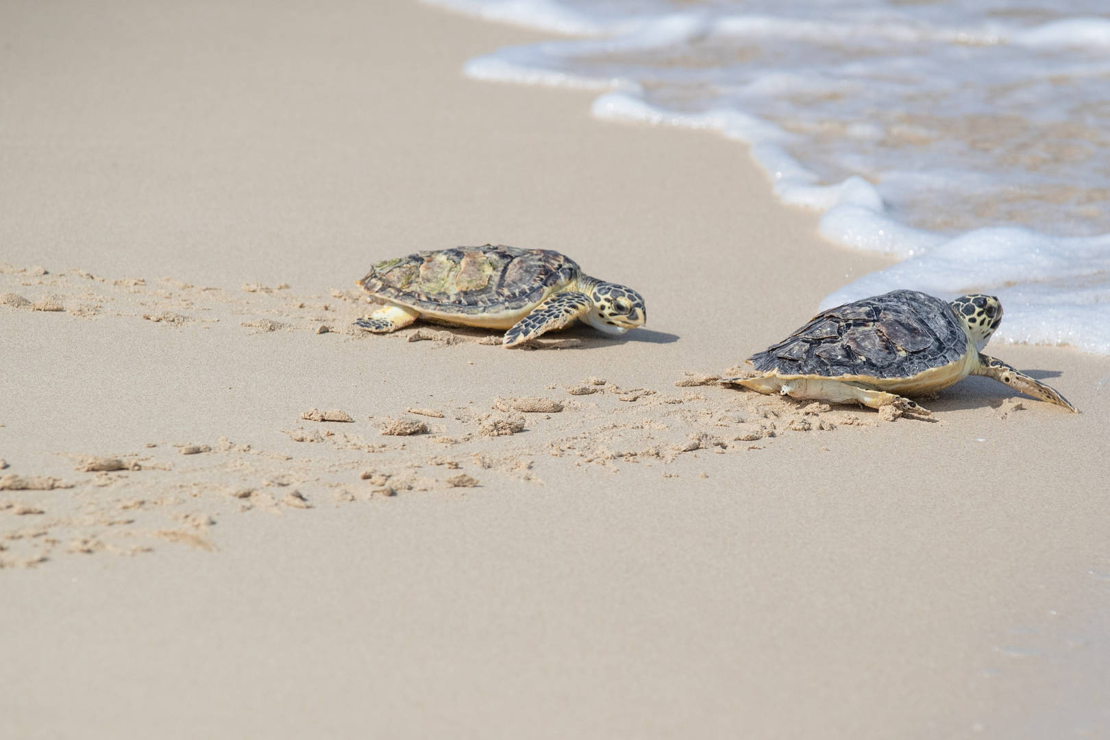 Image of turtles at Jumeirah's beach 