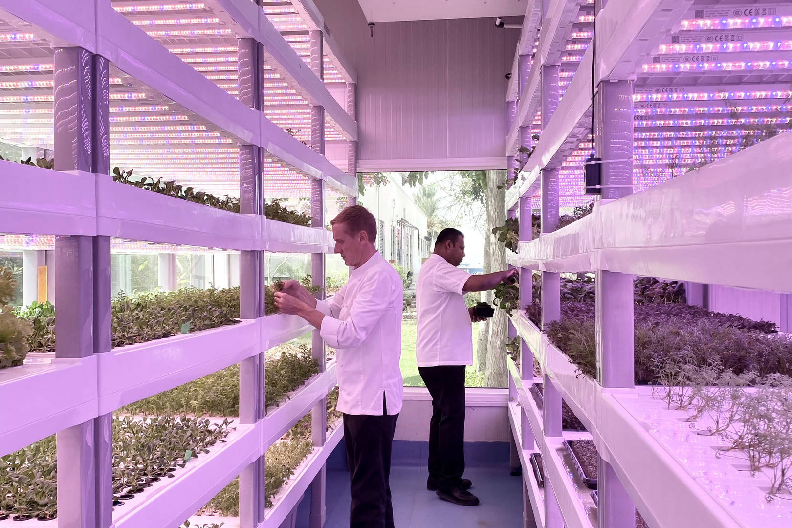 Inside the hydroponic farm at Jumeirah Zabeel Saray