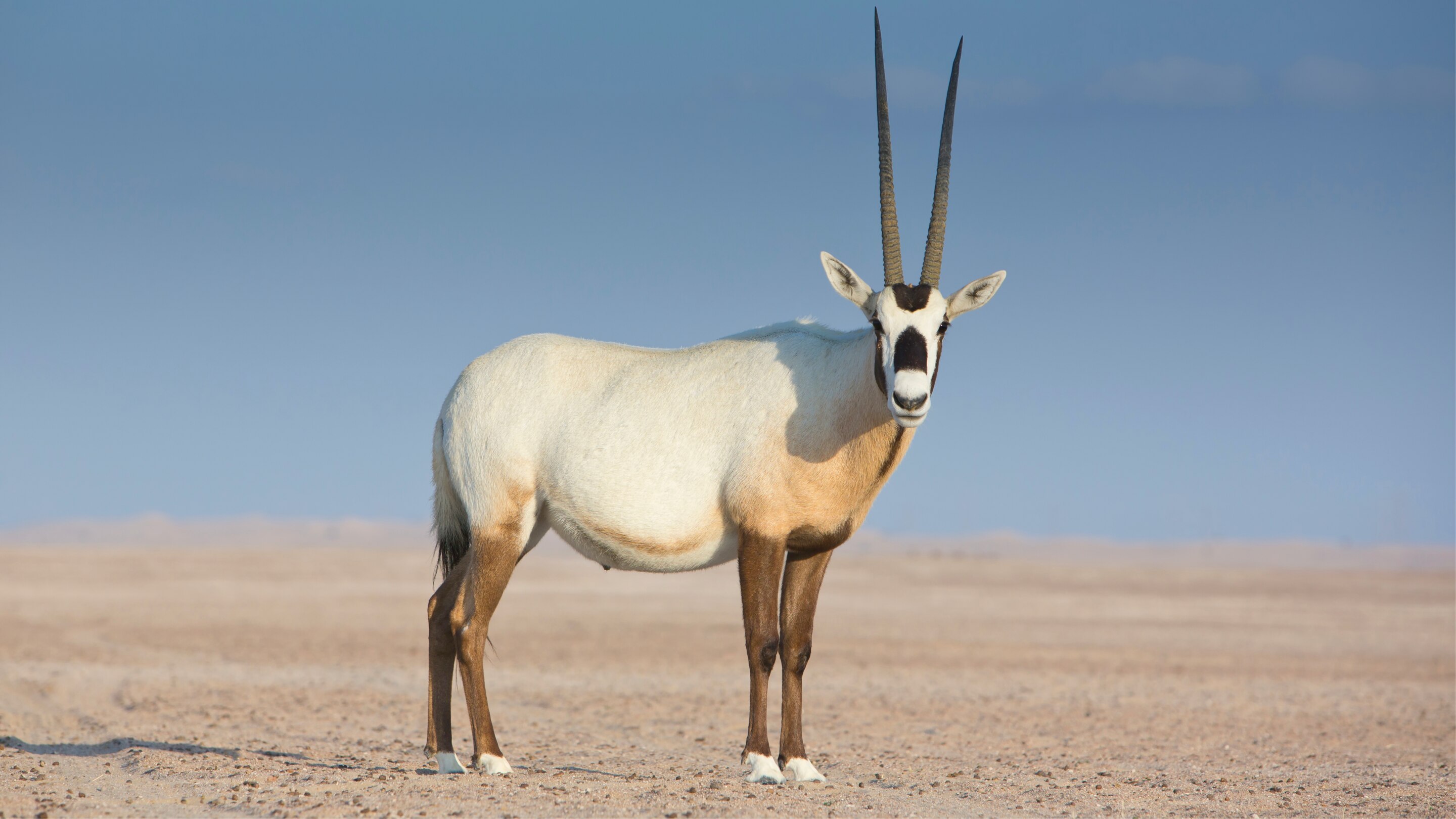 Animal adventures in Hatta Arabian Oryx