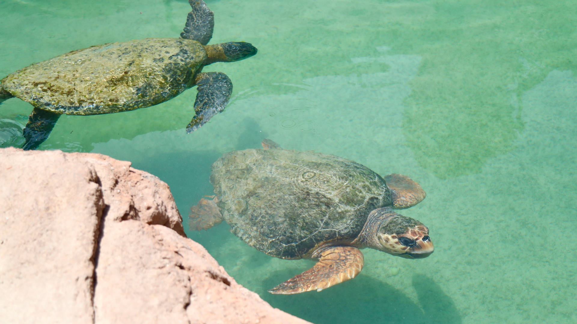 Image of the Turtle Rehabilitation Centre at Madinat Jumeirah