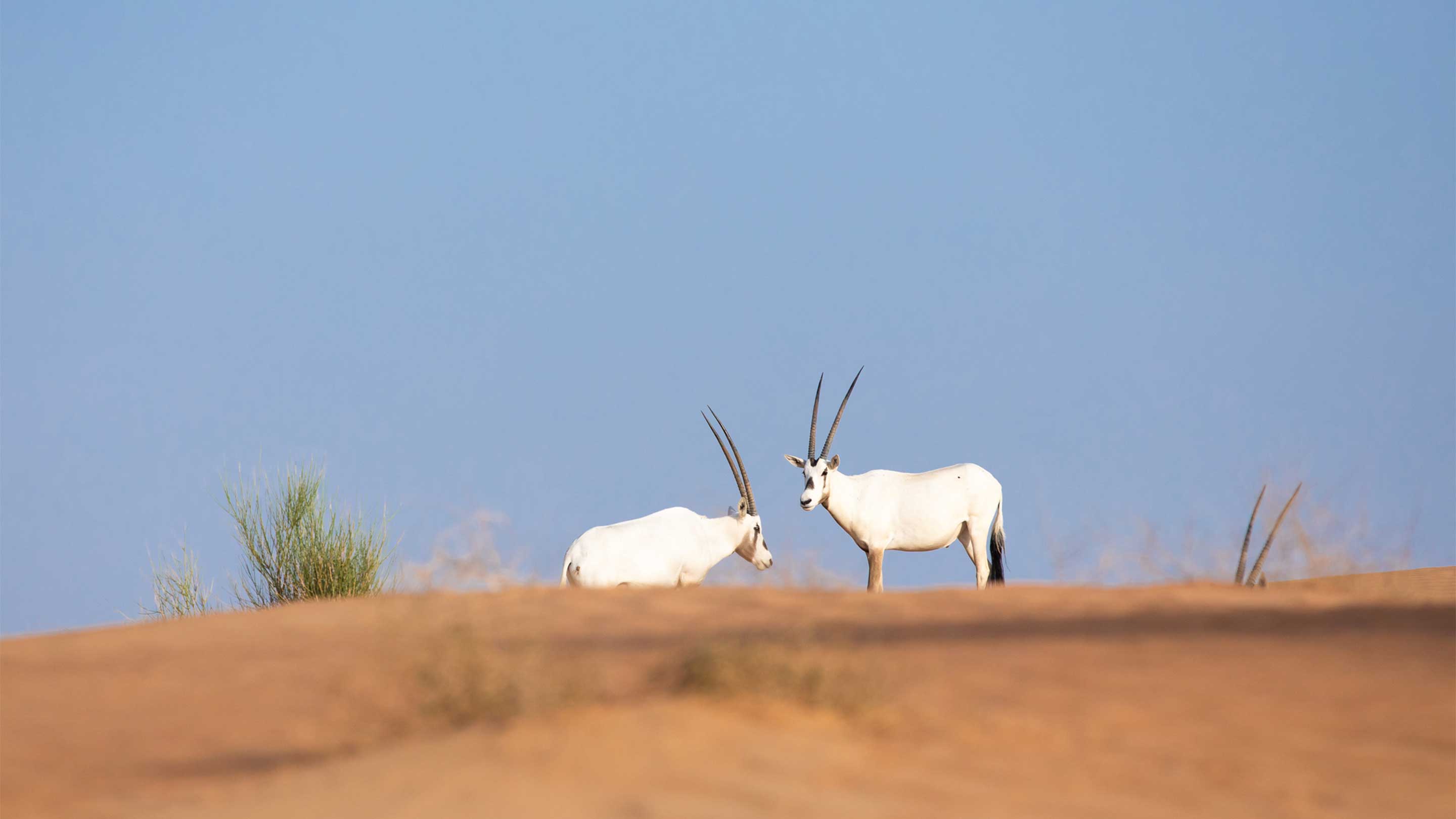 16-9 Geheimnis - Kopie des arabischen Oryx