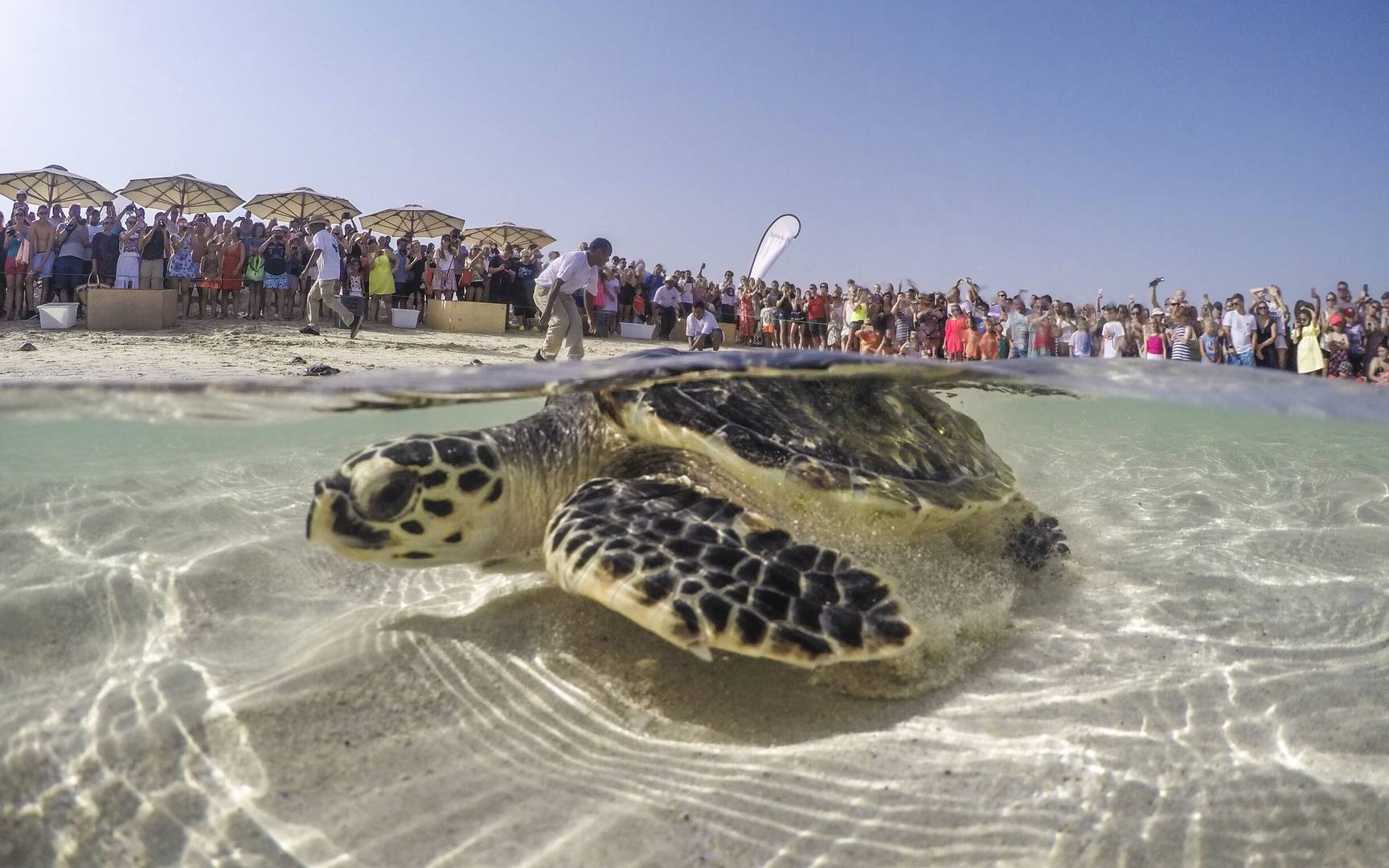  A turtle is released back into the wild at Jumeirah Al Naseem