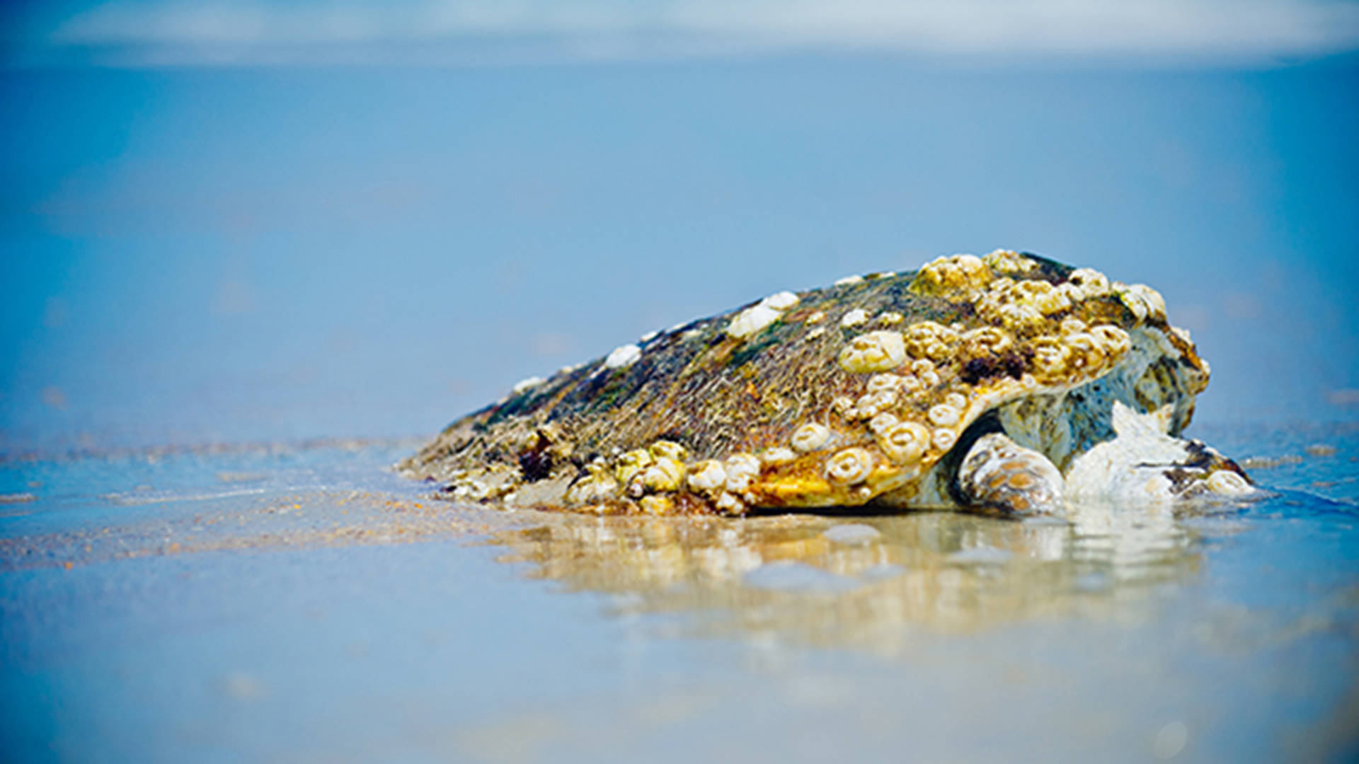 dead turtle dubai rehabiliation