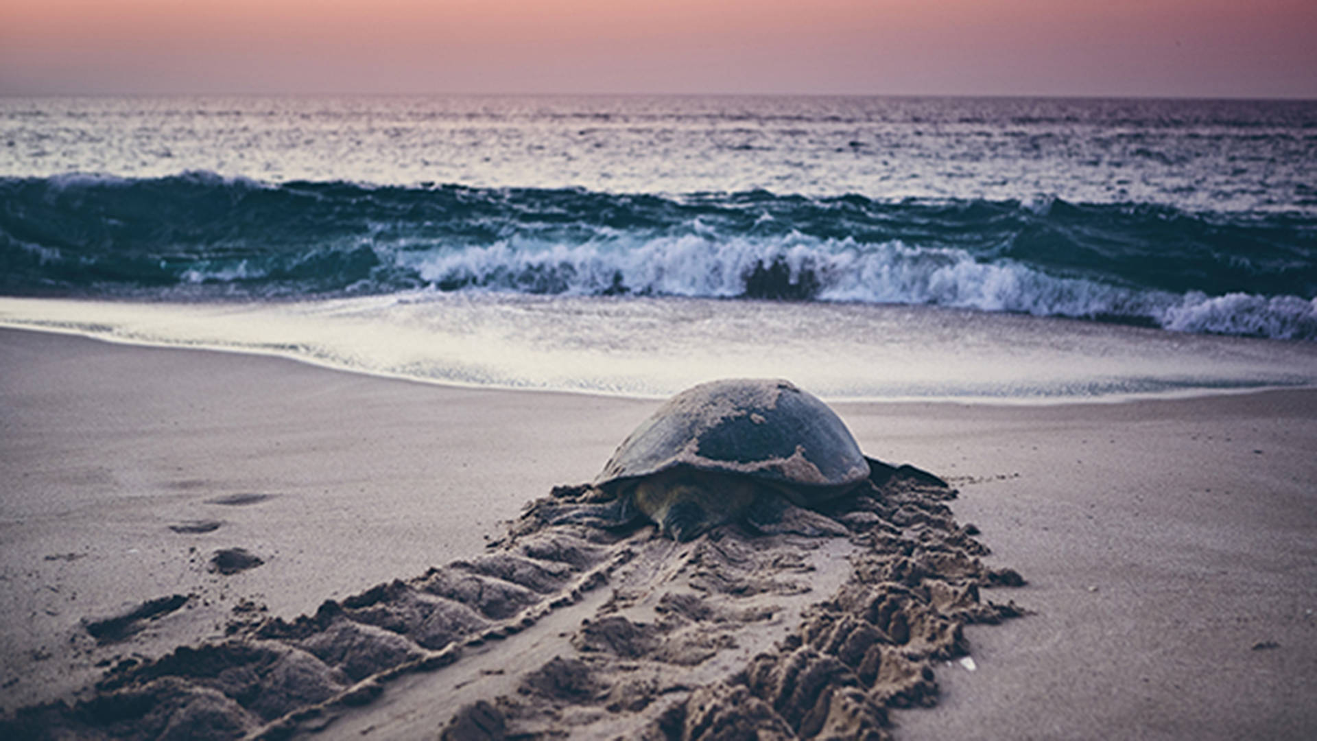 beach turtle dubai rehabiliation