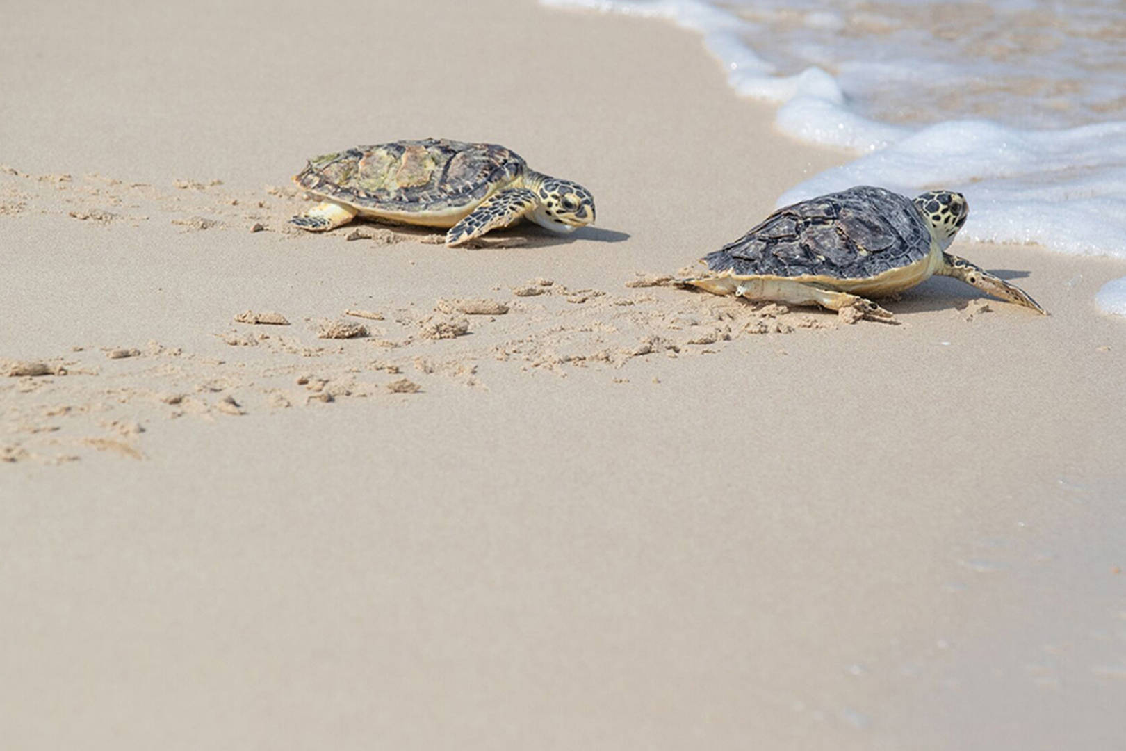 Mini Turtles – The Botanist Dubai