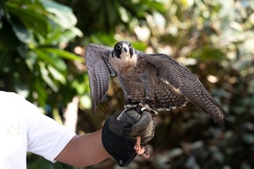 Falcon being trained