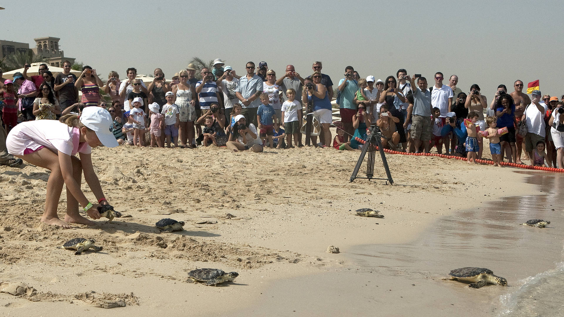 The turtle release at Jumeirah Al Naseem
