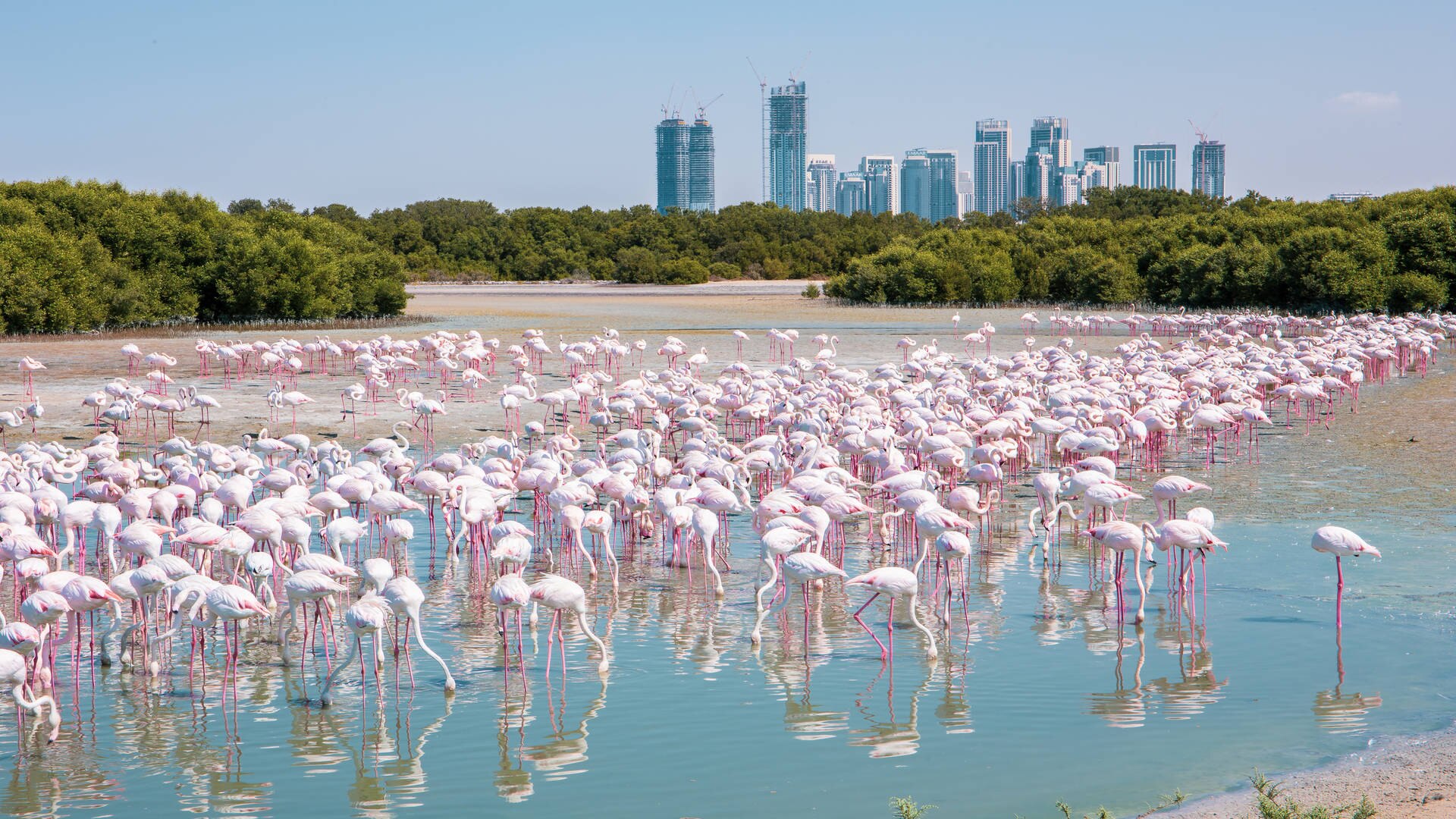 Flock of flamingos at Ras Al Khor Wildlife Sanctuary