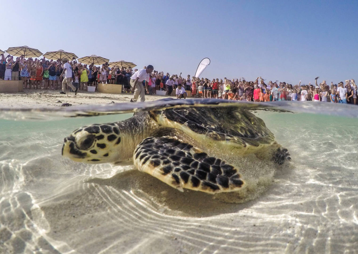Three incredible sea turtle sanctuaries in Dubai and Abu Dhabi | Jumeirah