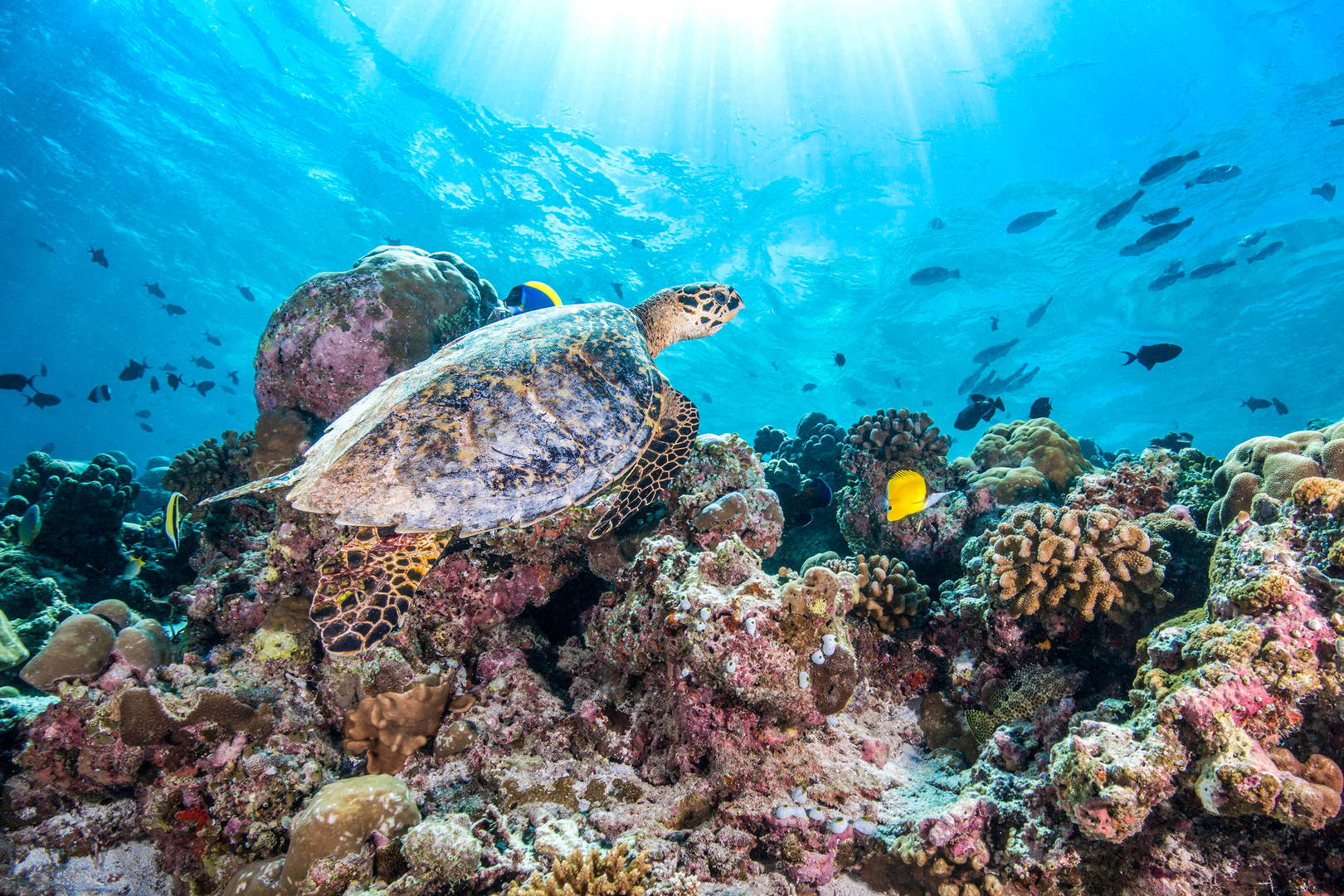 Three incredible sea turtle sanctuaries in Dubai and Abu Dhabi Jumeirah