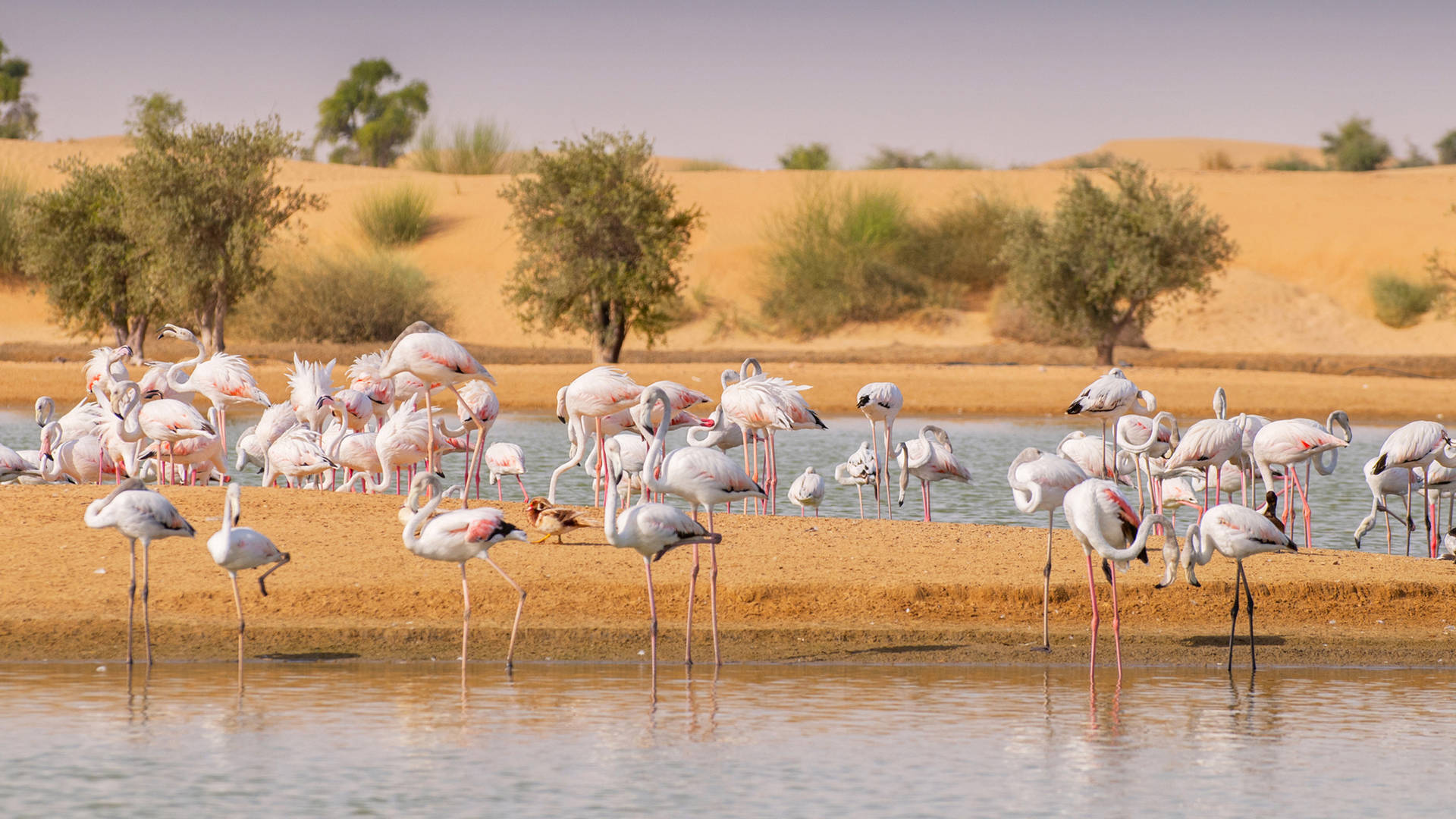 Flamingoes at Al Qudra Lakes Dubai desert Jumeirah
