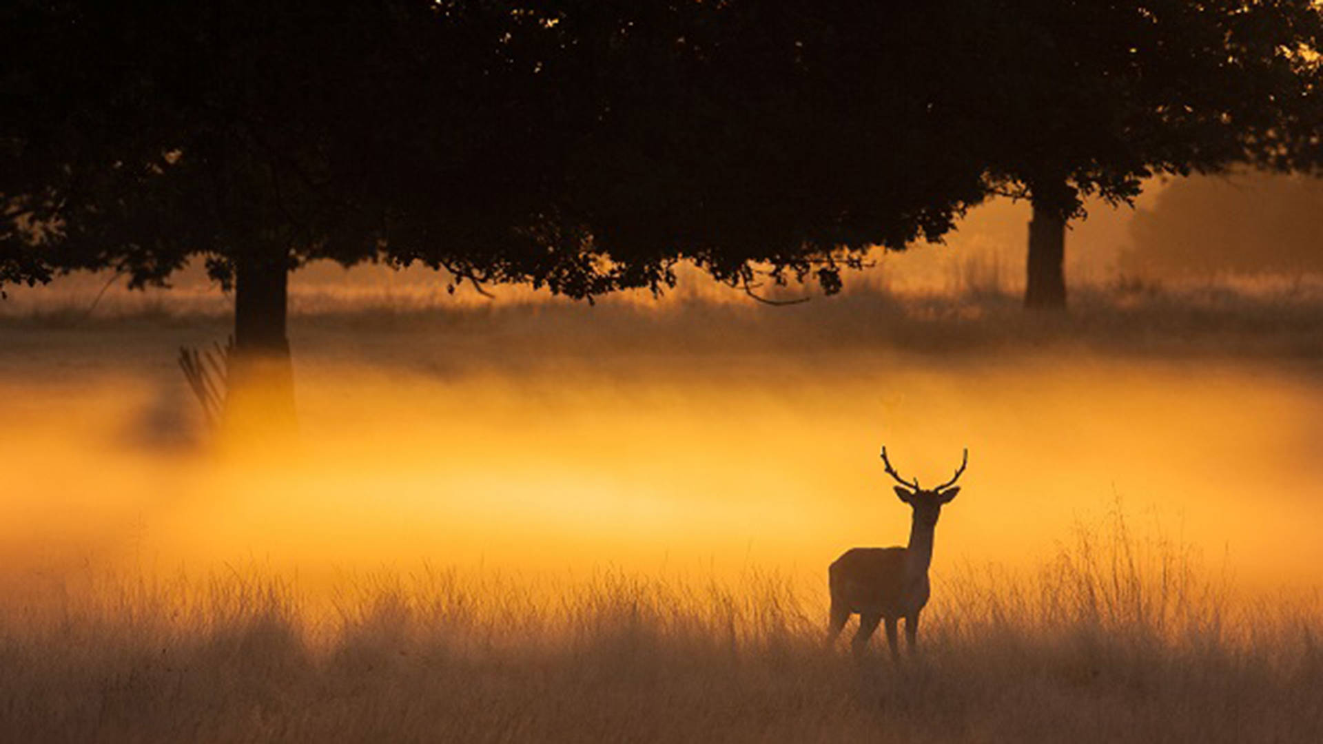Richmond-park in London 