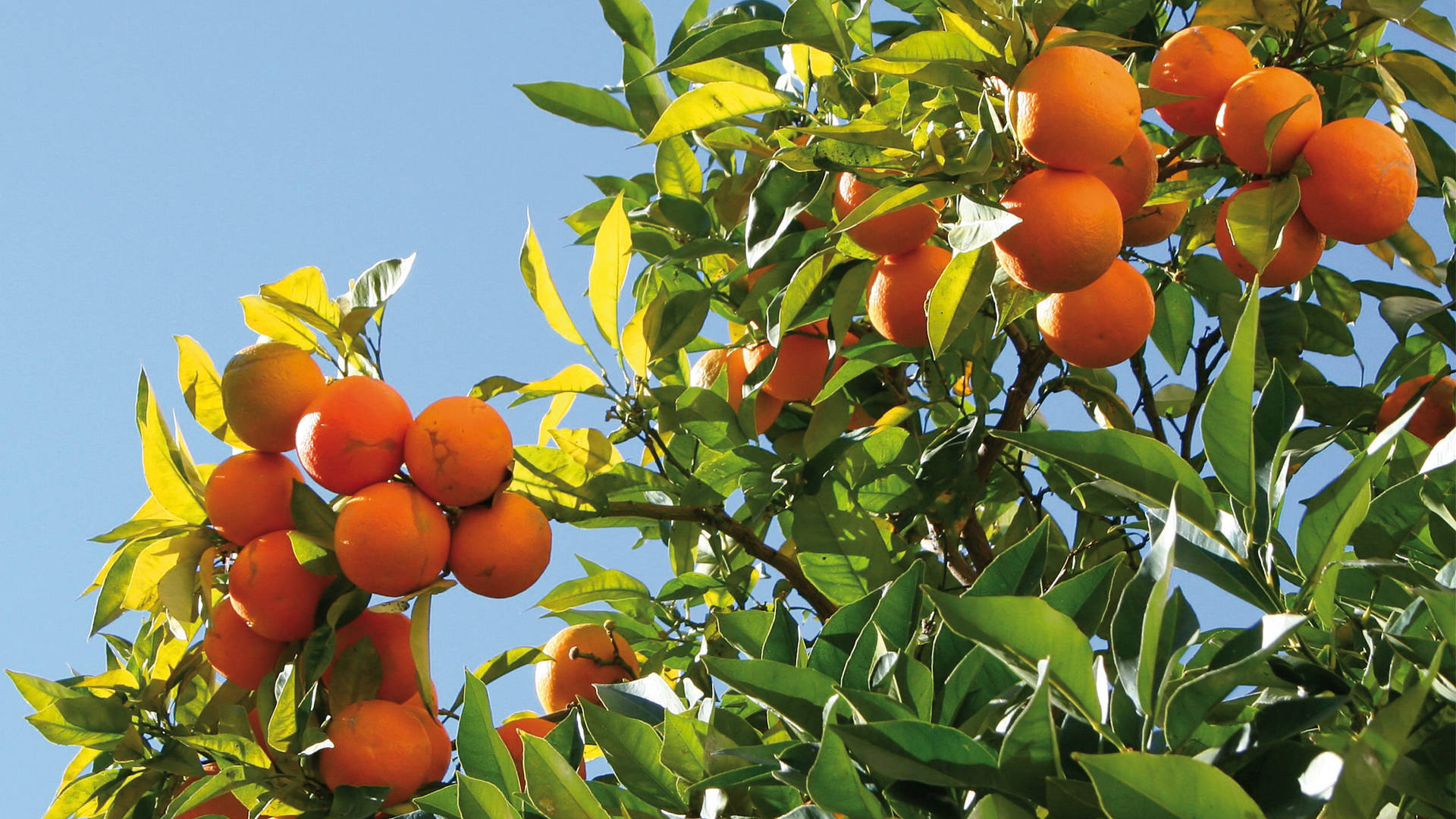 Image of the citrus fruit groves at Jumeirah Port Soller Hotel & Spa