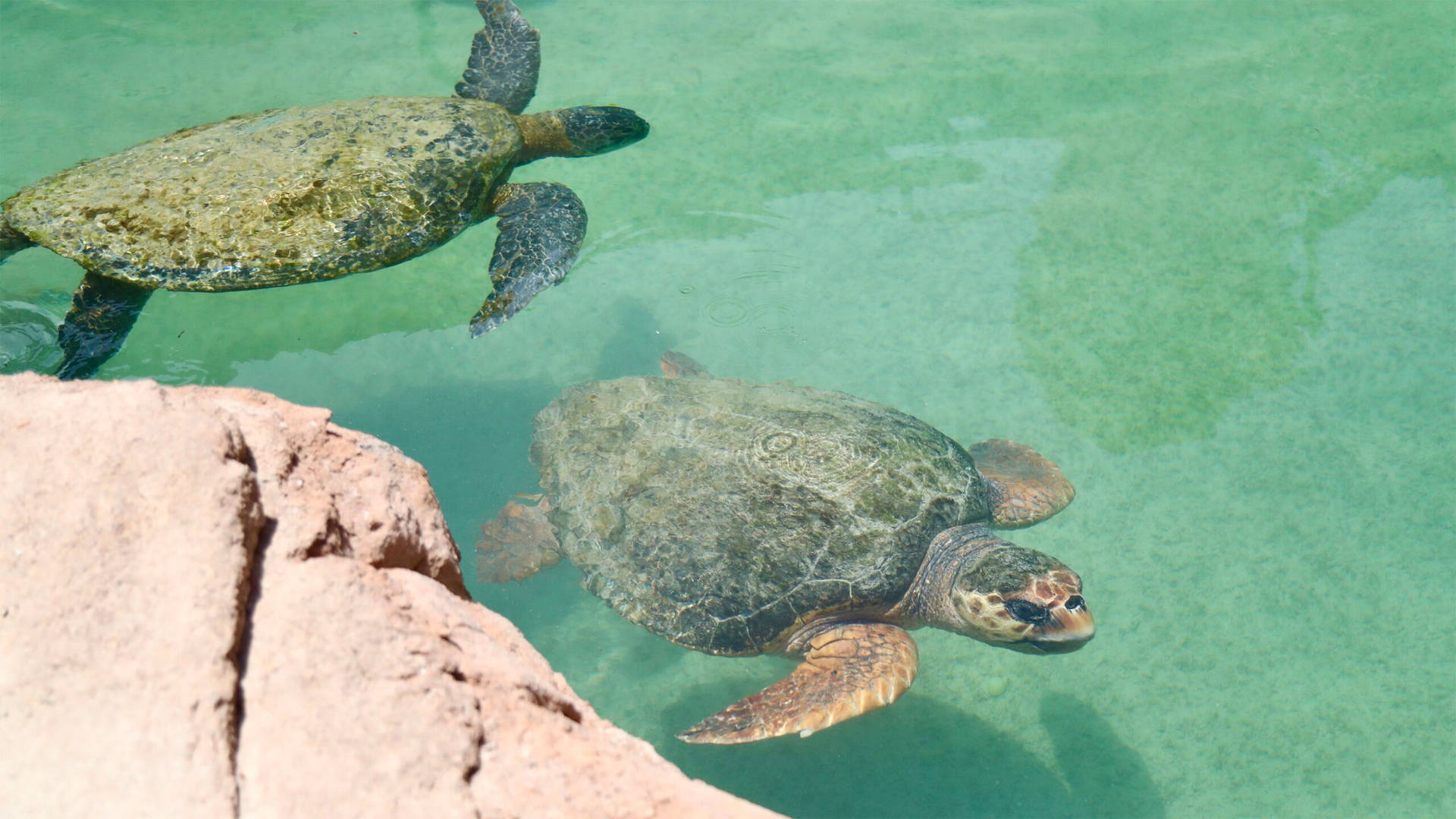 Image of turtles at the Dubai Turtle Rehabilitation Project at Jumeirah Al Naseem