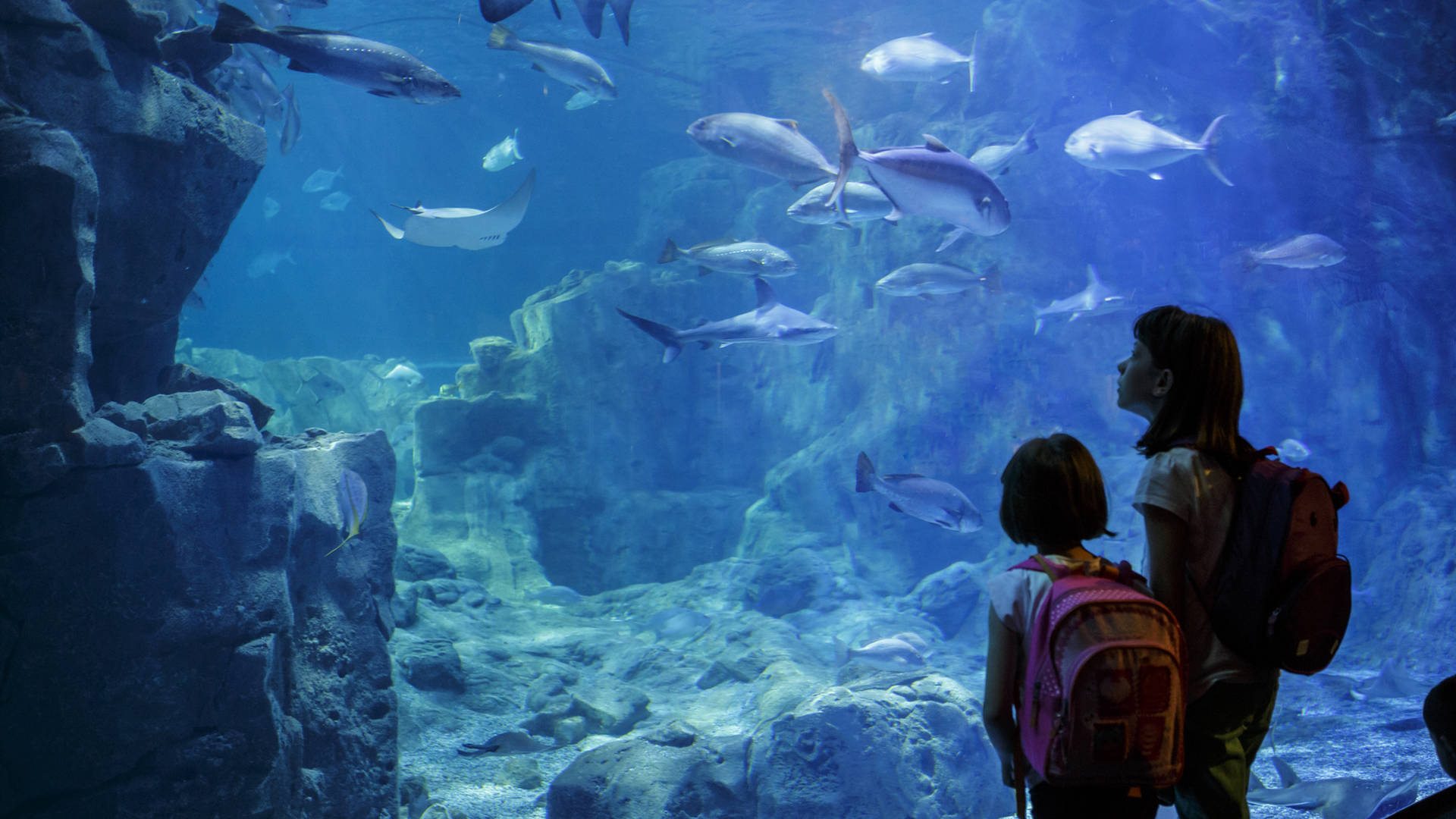 Aquarium Kuwait