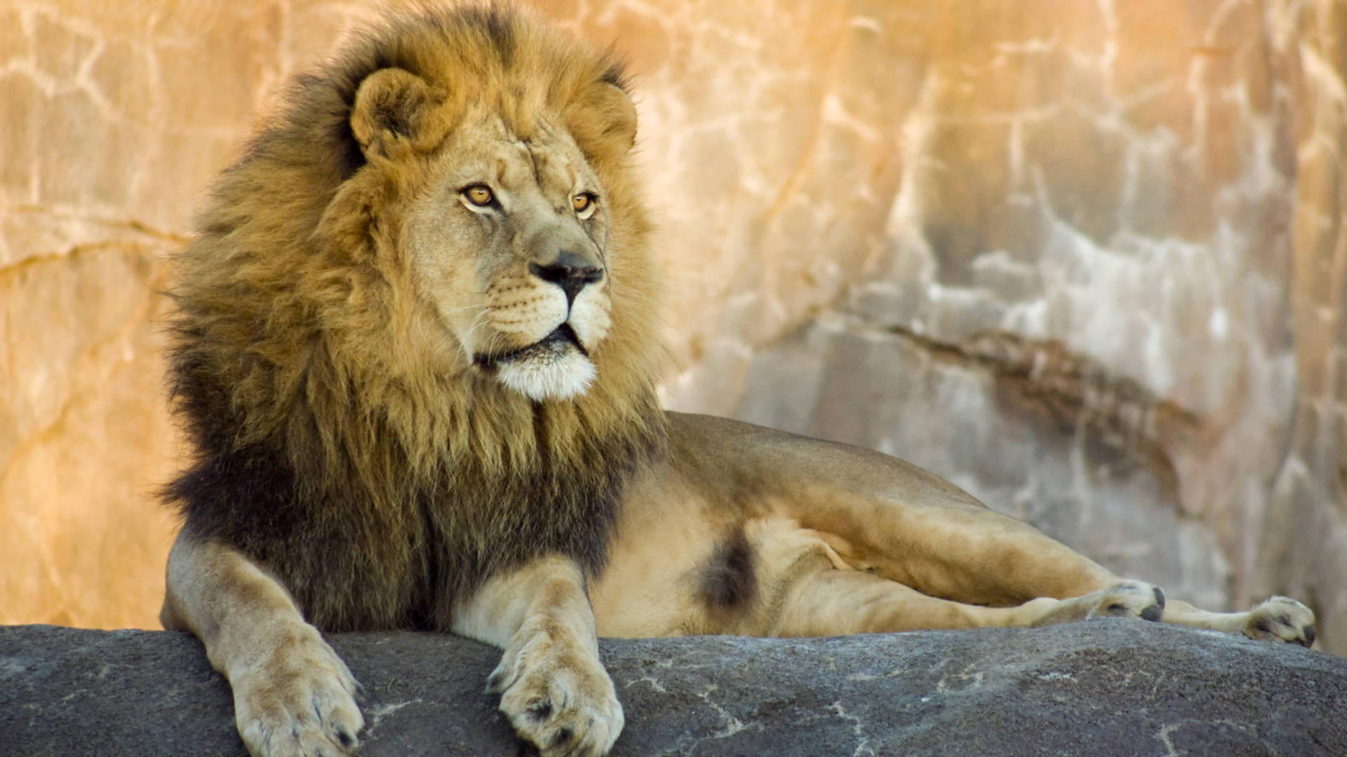 Lion at Kuwait Zoo