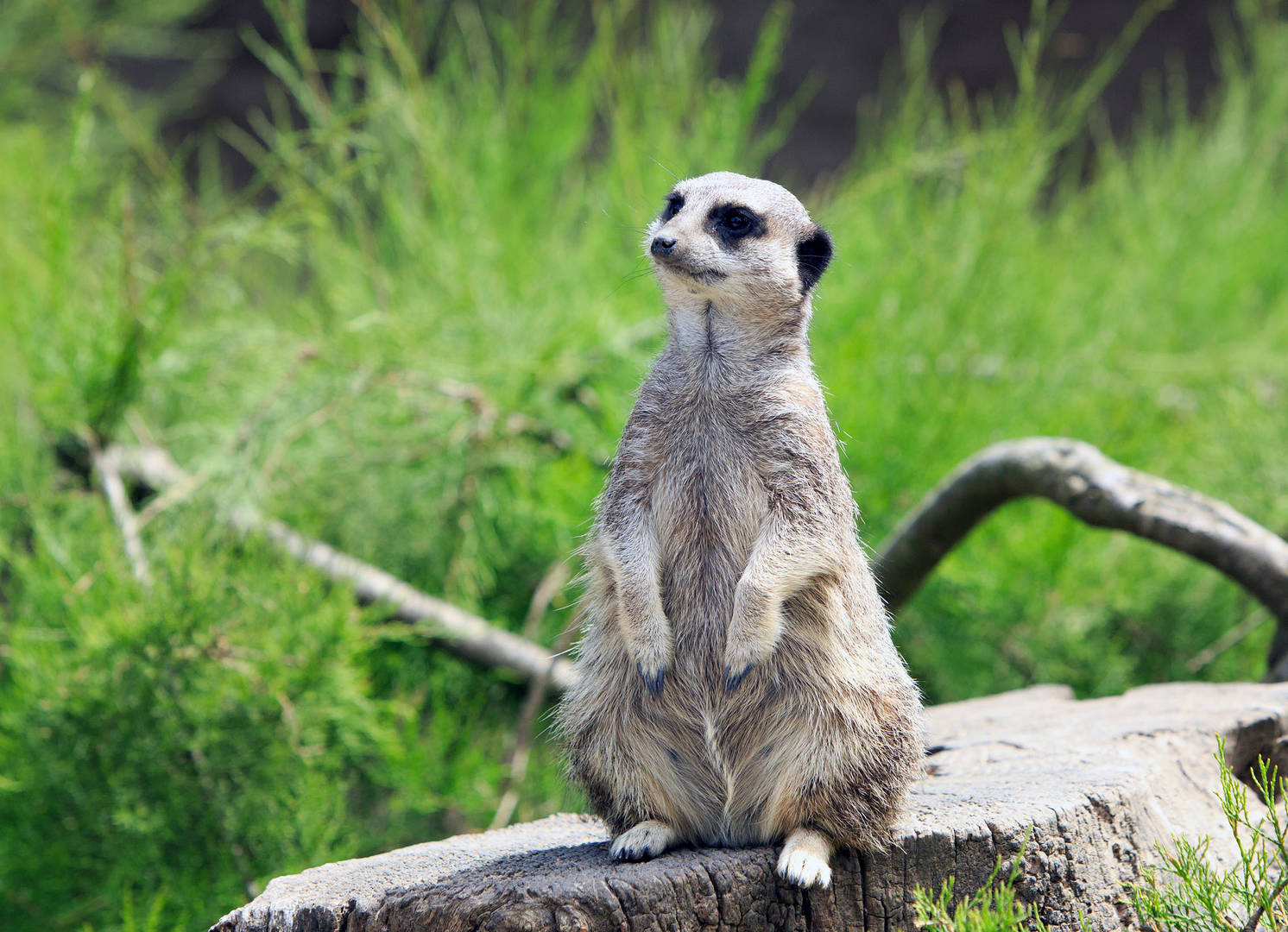 A meerkat at the zoo in London