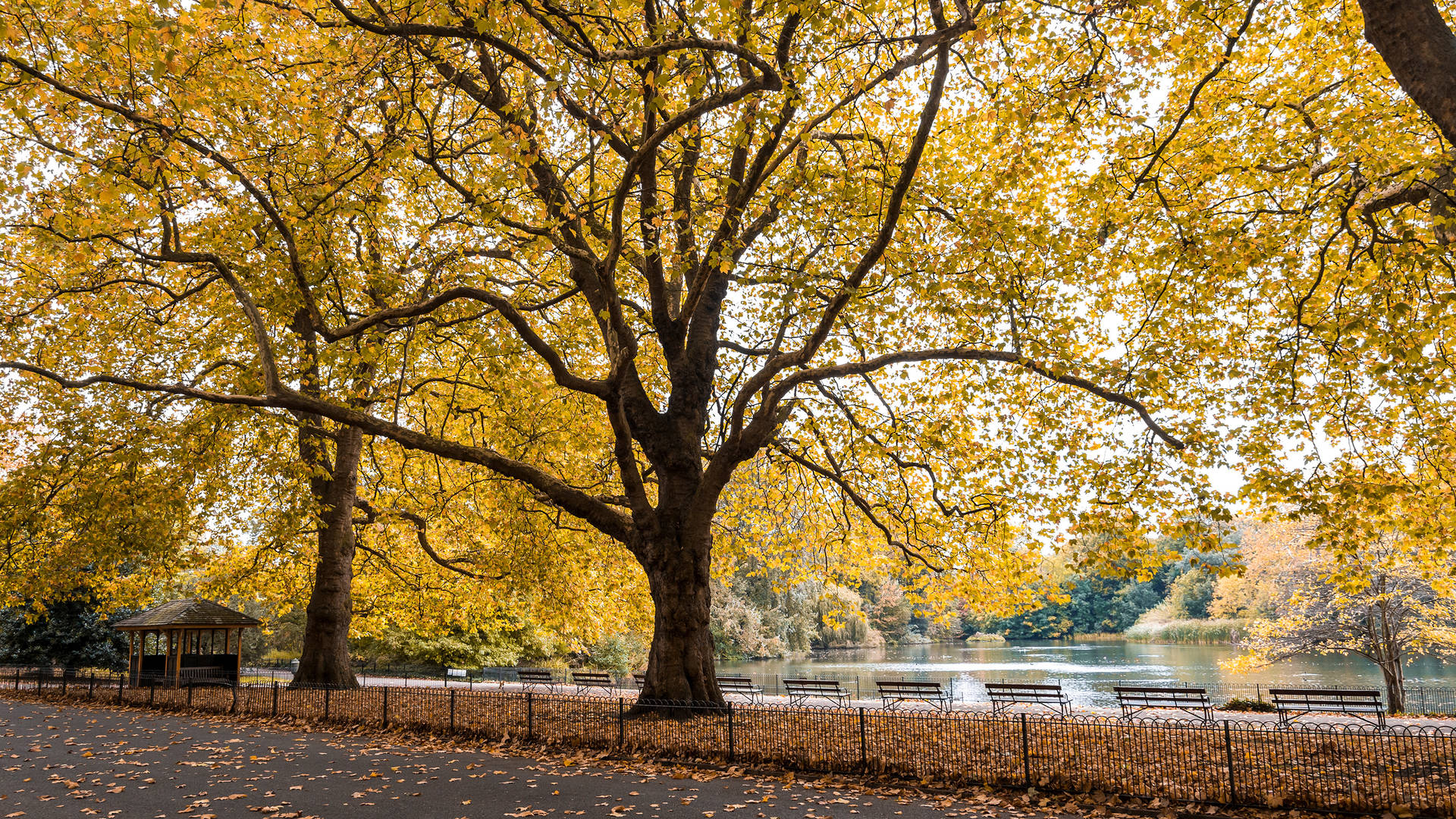 Amazing fall colours in London's Battersea Park