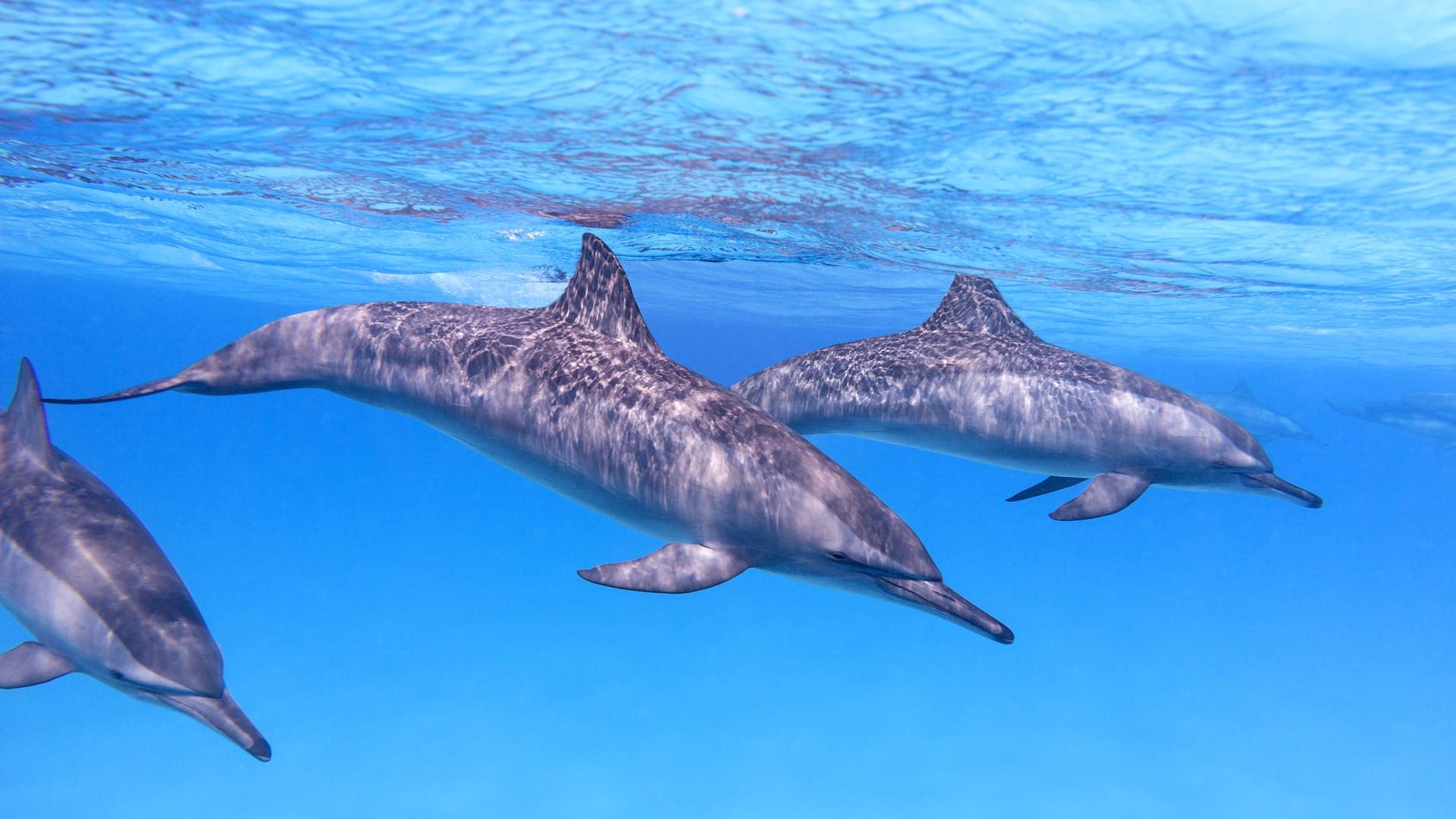 Group of dolphins underneath the water