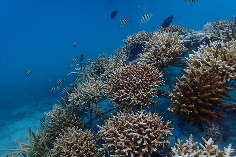 Image of coral structure near Jumeirah Maldives Olhahali Island
