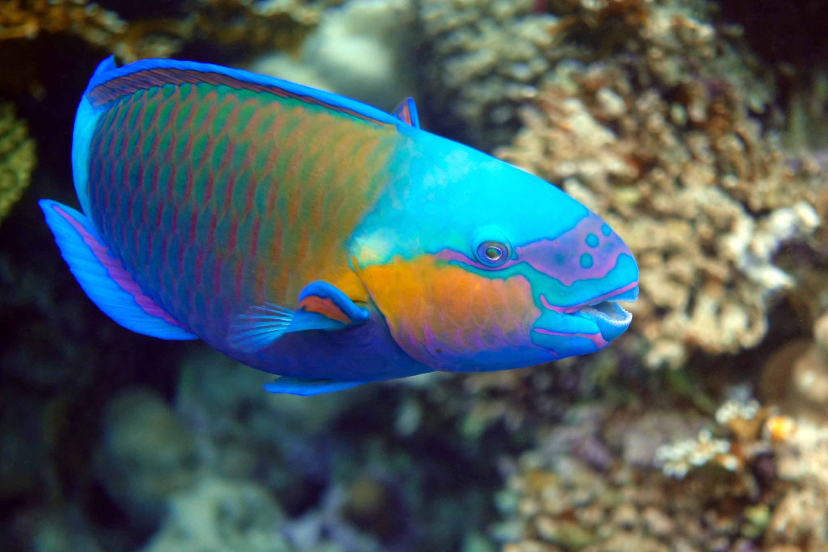 Parrotfish