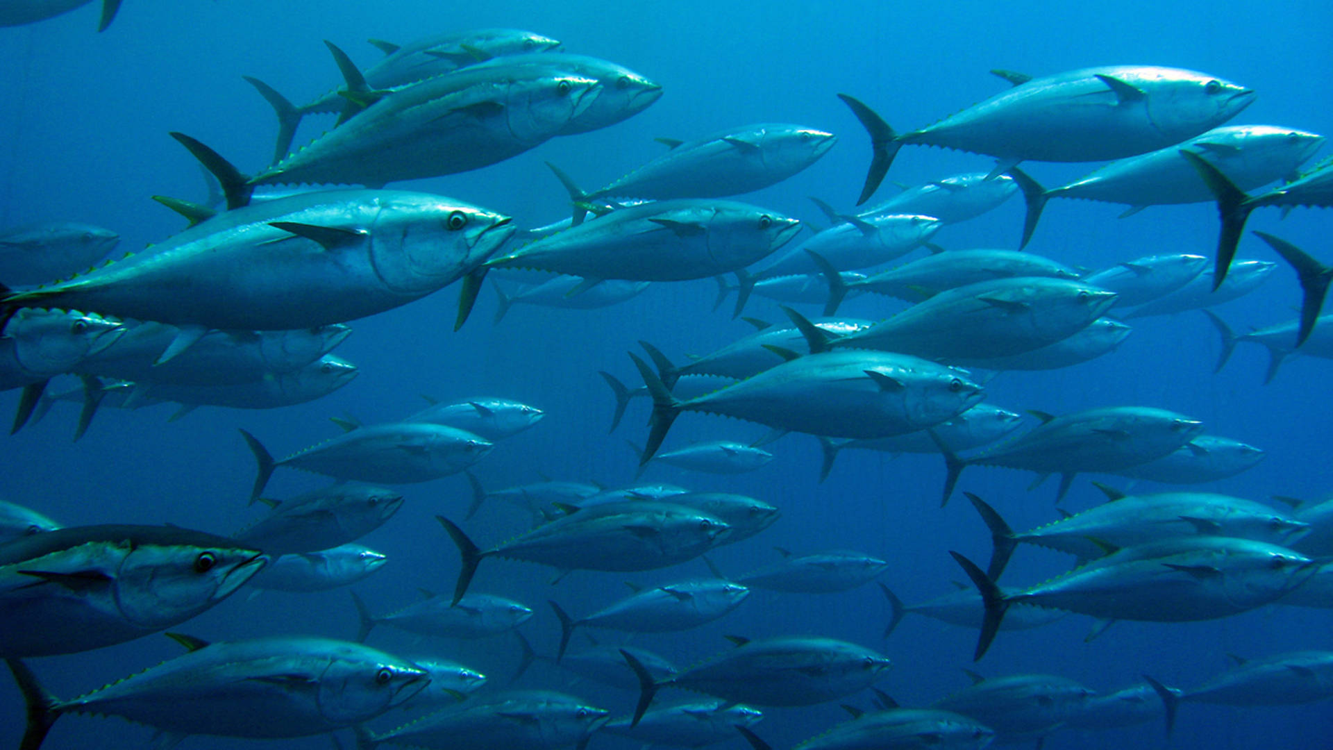 Tuna fish in the Mediterranean Mallorca
