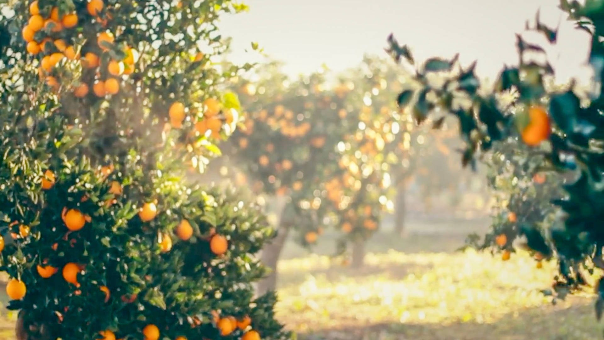 Orange grove at Jumeirah Port Soller