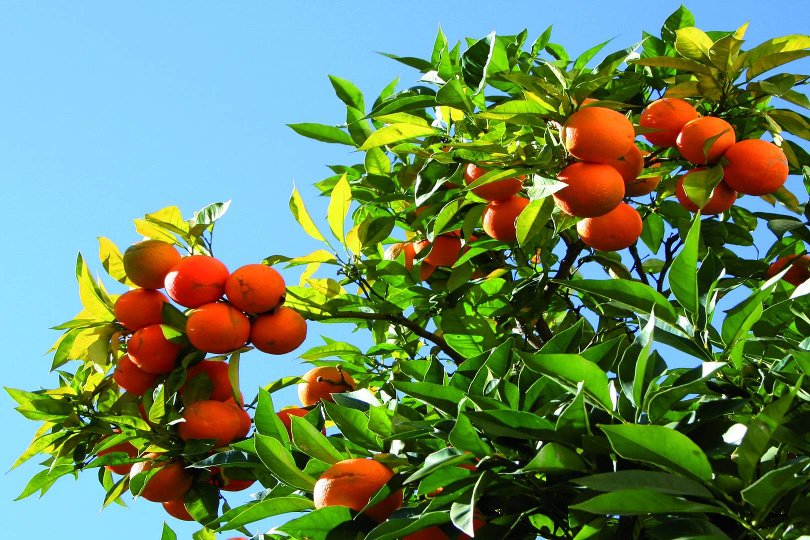 Jumeirah Port Soller oranges