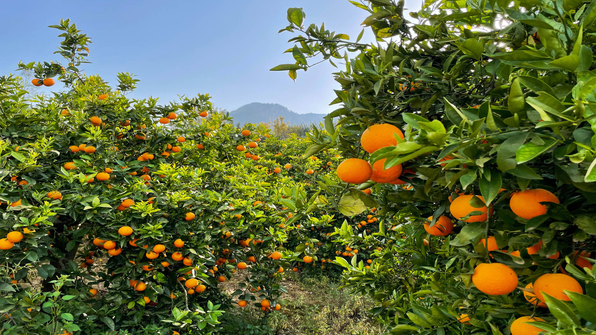 Orange trees in Soller at Majorca island