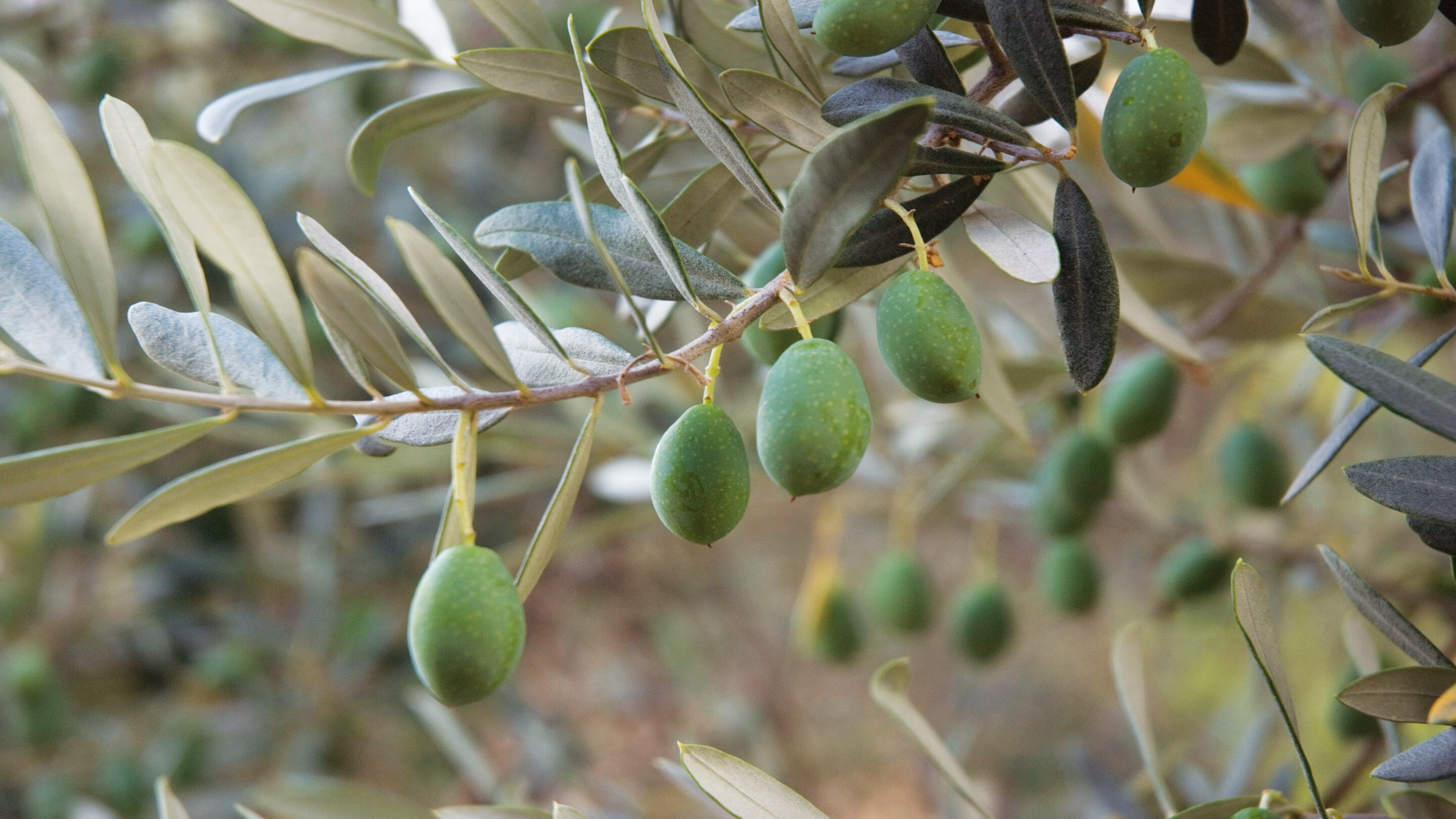 Olive trees in Mallorca