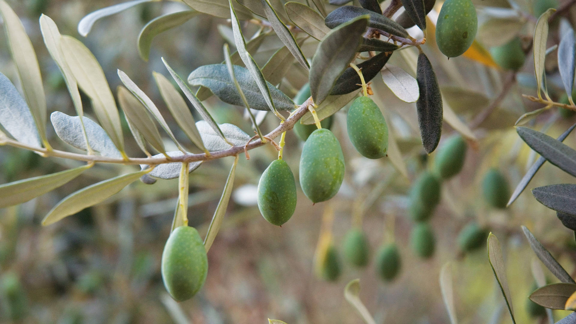 Close up image of an olive tree