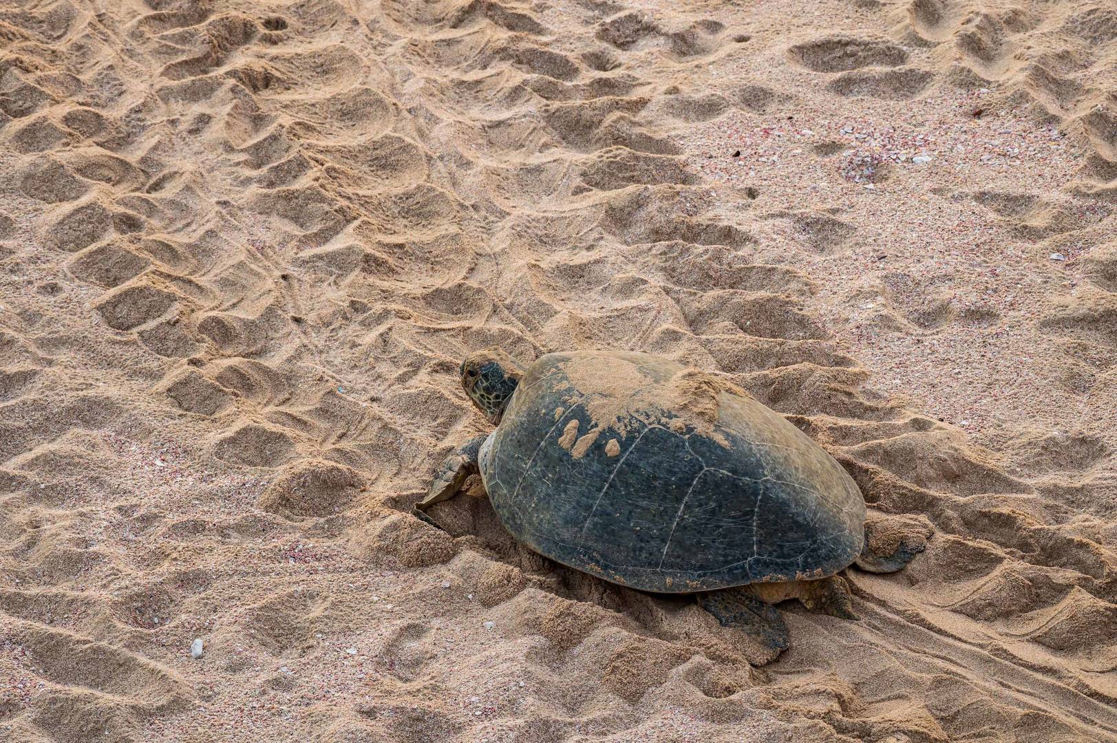A green backed turtle in Ras Al Jinz