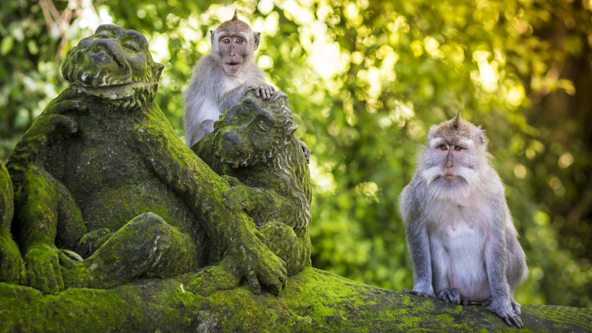 Monkeys in Bali's Monkey Forest