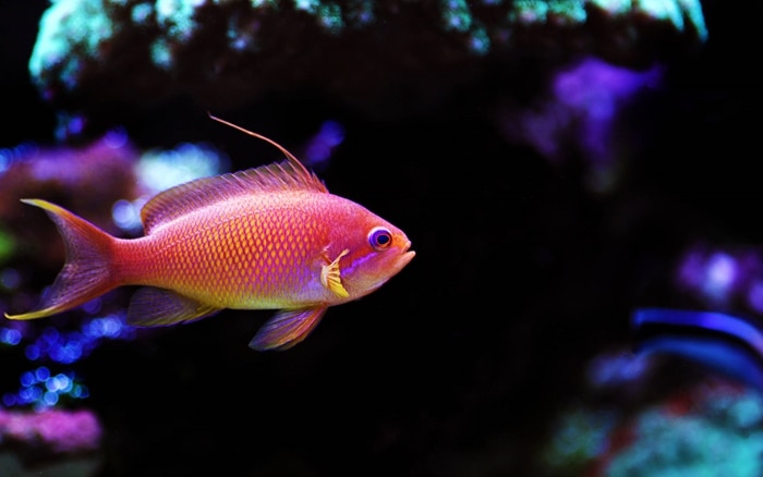 Anthias coral fish