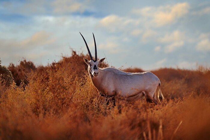 Arabian Oryx