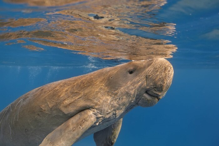 Dugon Sea Cow