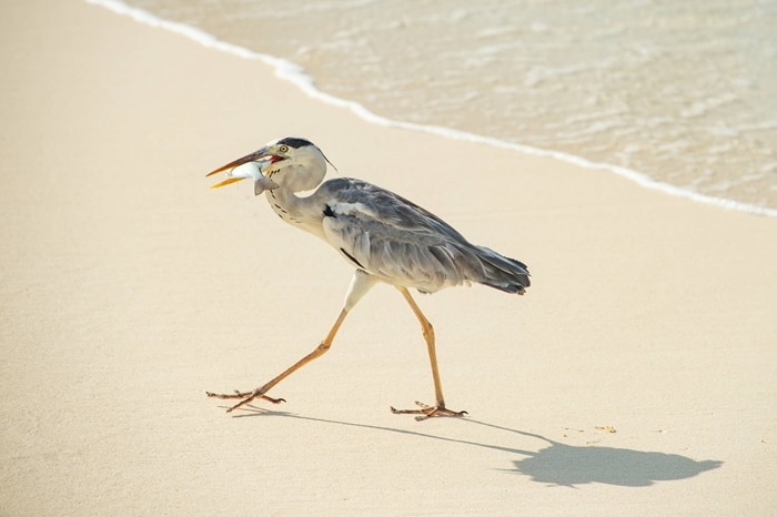 Grey Heron