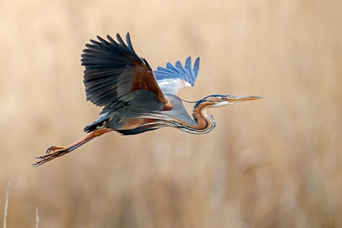 Purple Heron