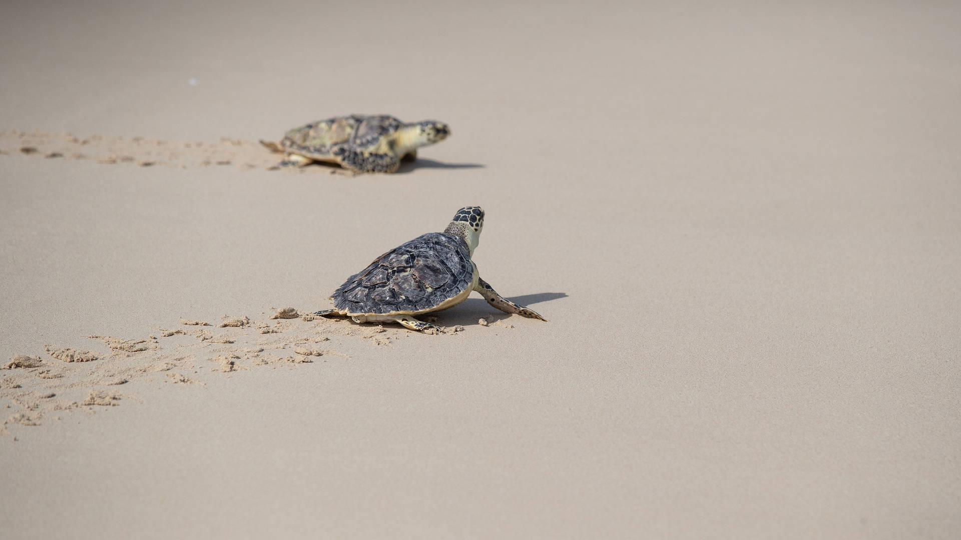Turtles on a beach