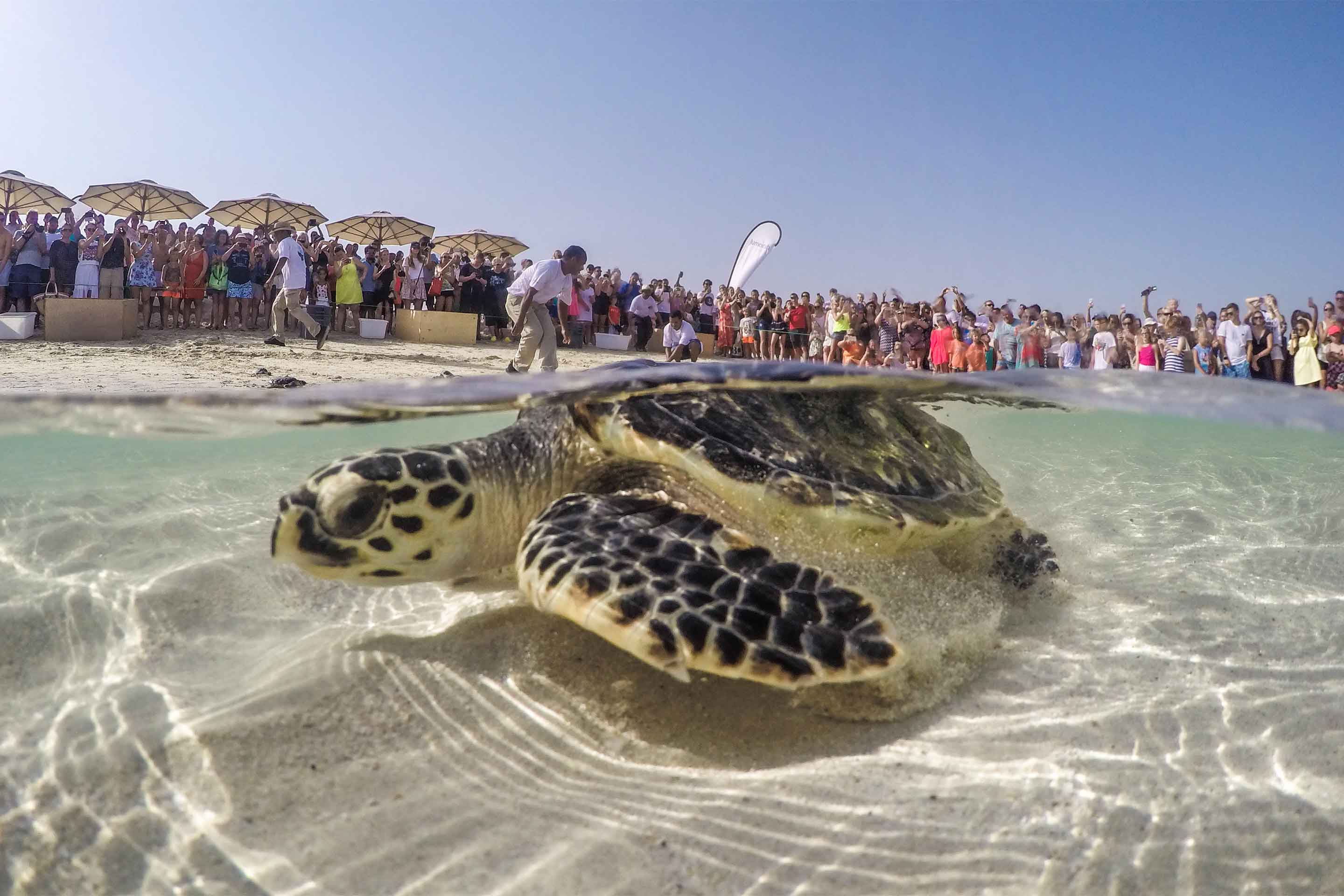 Jumeirah-Al-Naseem---Turtle-Rehabilitation-Project