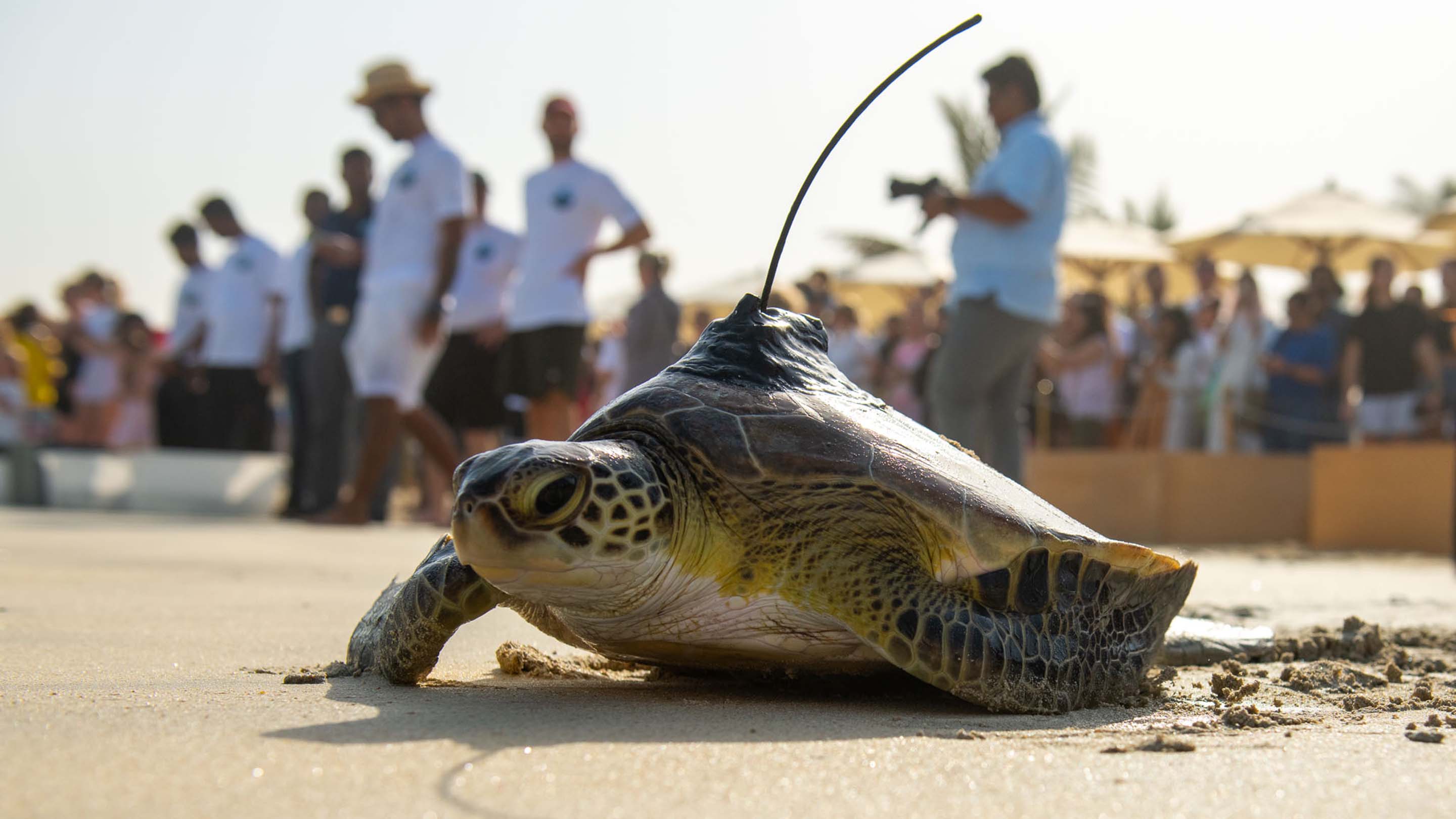 Jumeirah Group Celebrates Marine Conservation Efforts On World Sea   Worldseaturtledaylowres173 